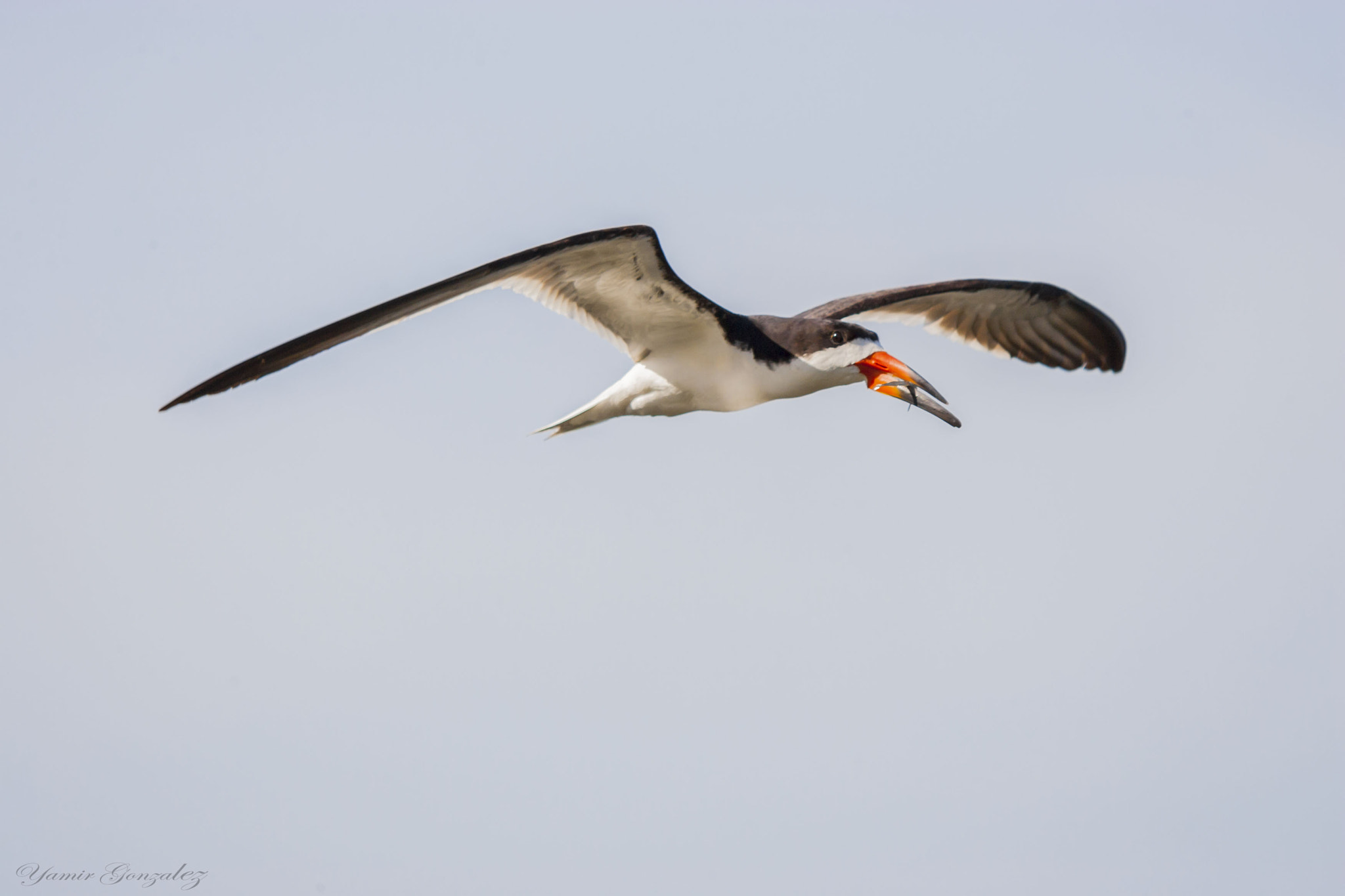 Canon EOS-1D Mark II + Canon EF 70-200mm F2.8L USM sample photo. Black skimmer with little fish on beak photography