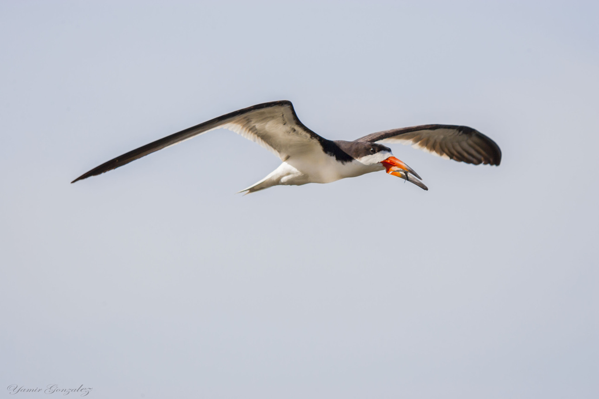 Canon EOS-1D Mark II sample photo. Black skimmer with little fish on beak photography