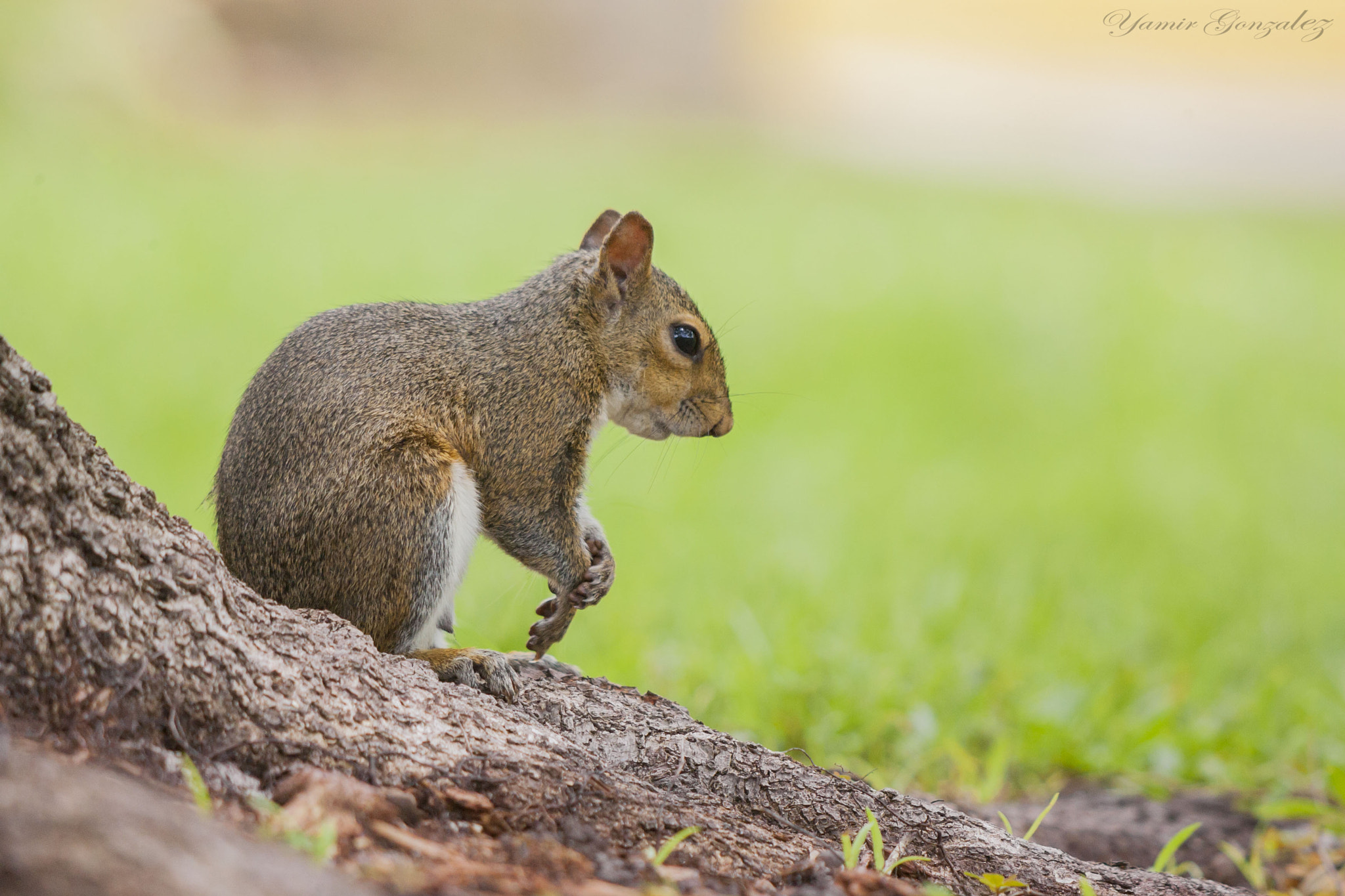 Canon EOS-1D Mark II sample photo. Thinking squirell photography