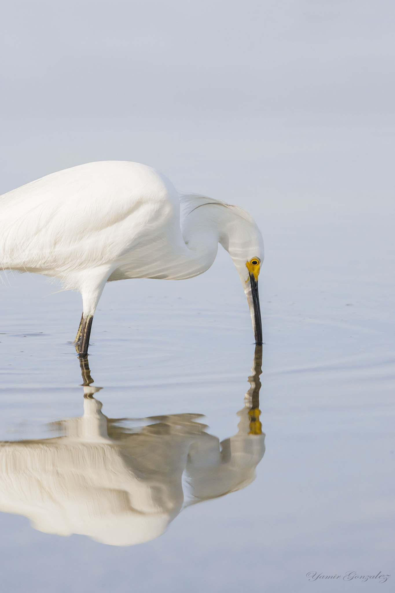 Canon EOS-1D Mark II sample photo. Snowy egret reflexion photography