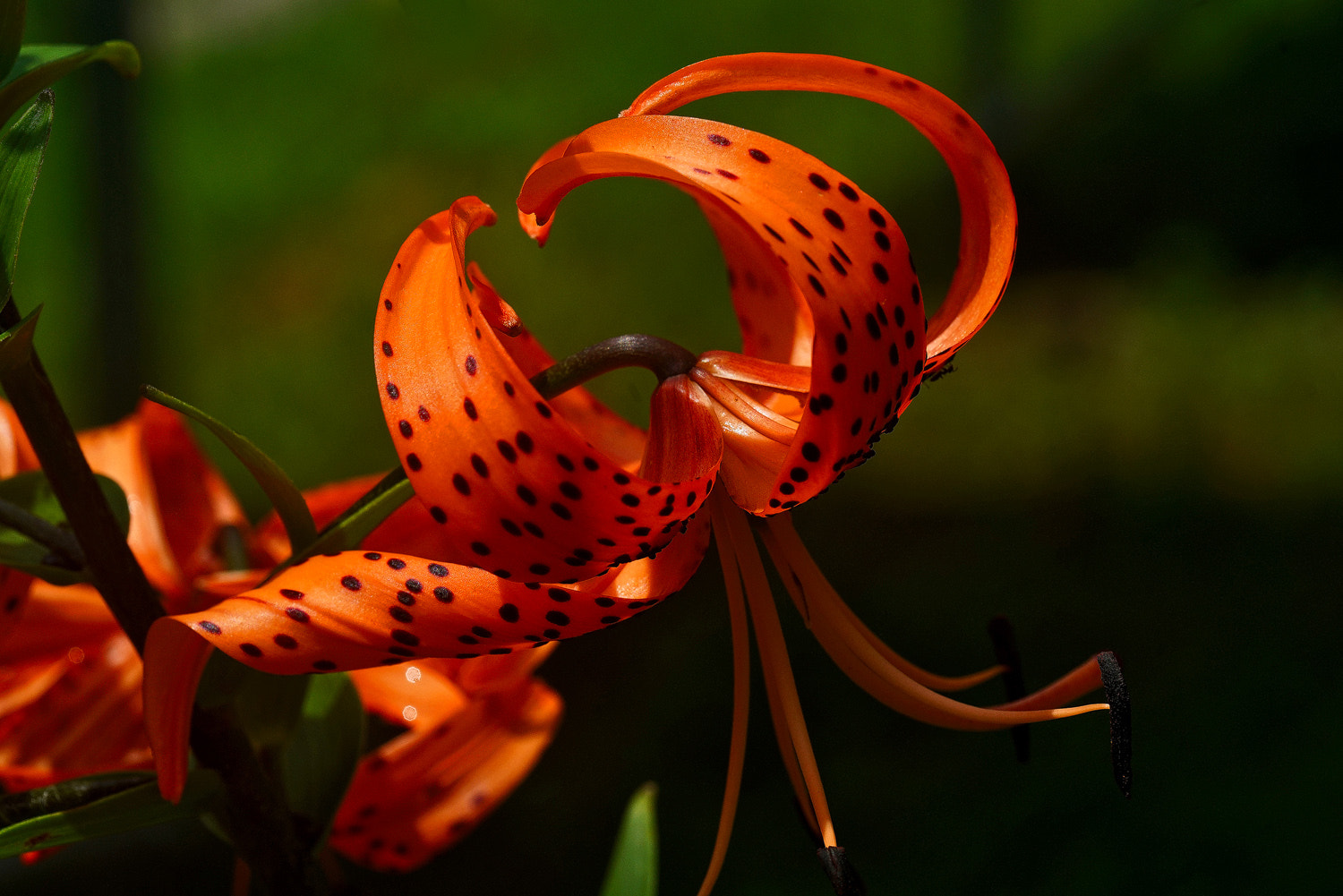 100mm F2.8 SSM sample photo. Tiger lily photography