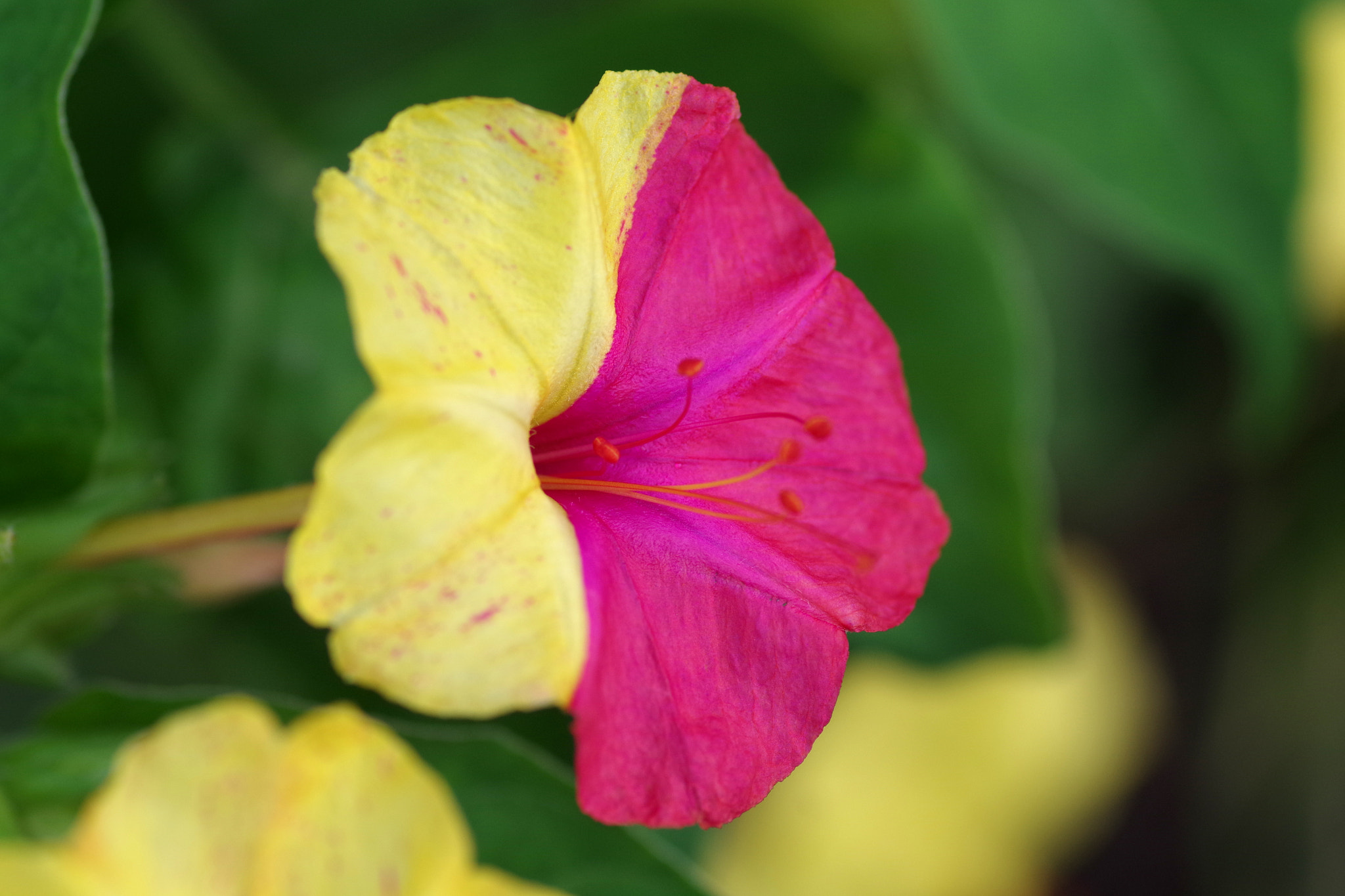 Pentax smc D-FA 100mm F2.8 Macro WR sample photo. Mirabilis jalapa (オシロイバナ) photography