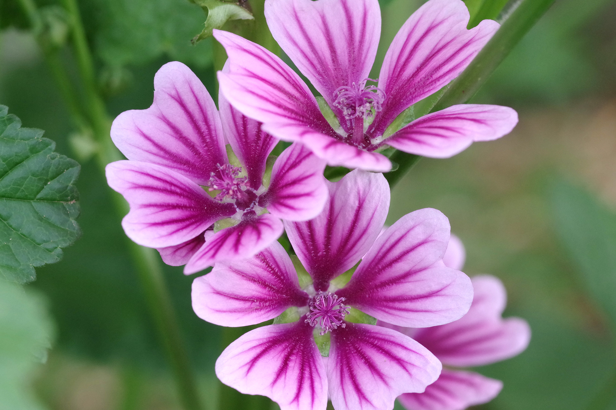 Pentax smc D-FA 100mm F2.8 Macro WR sample photo. Malva sylvestris (ウスベニアオイ) photography
