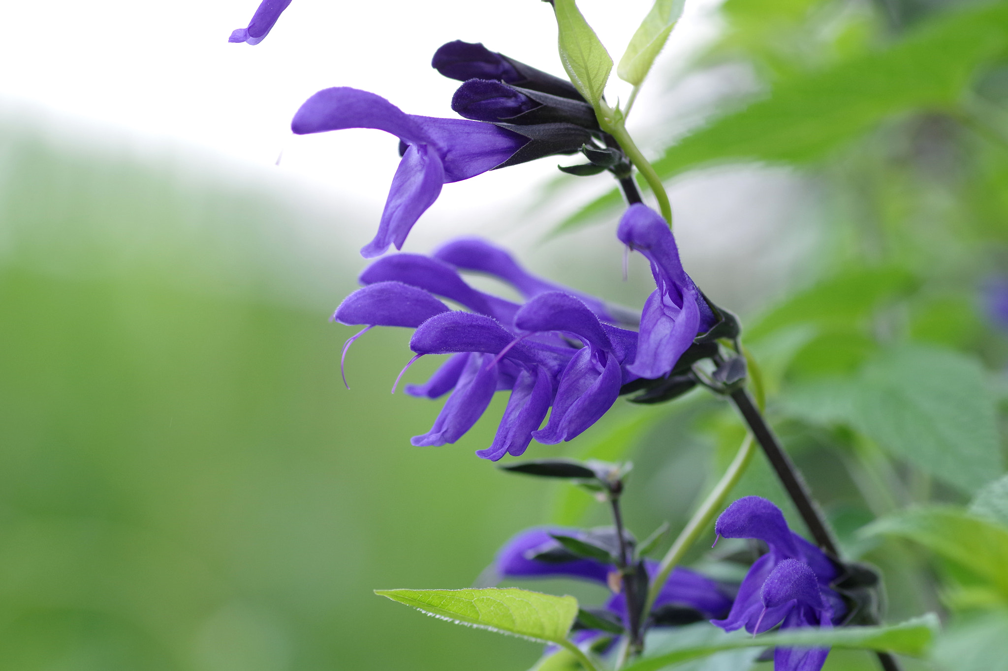 Pentax smc D-FA 100mm F2.8 Macro WR sample photo. Salvia guaranitica photography