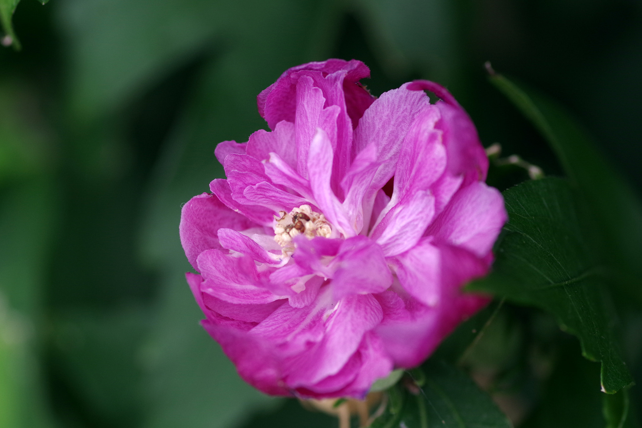 Pentax K-S2 sample photo. Double-petaled hibiscus syriacus (八重咲きムクゲ) photography
