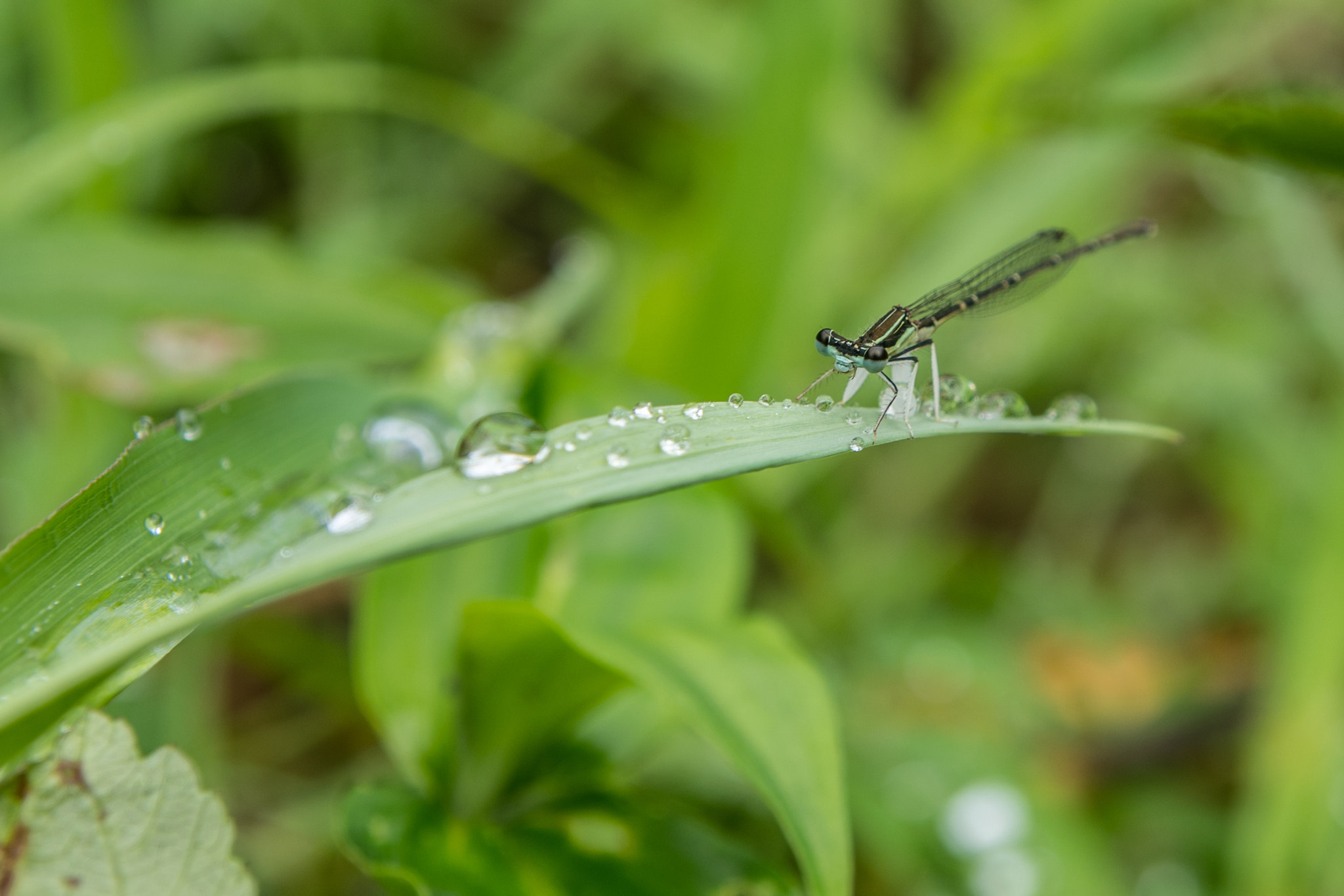 Nikon D500 sample photo. Dragonflies having a rest photography