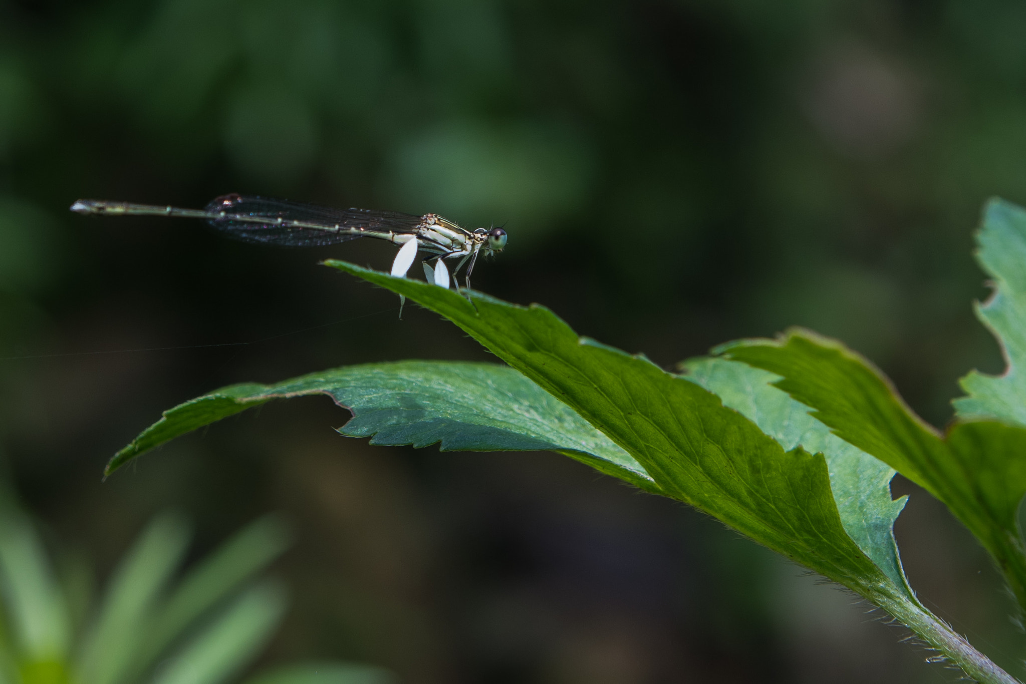 Nikon D500 + Tamron SP AF 17-50mm F2.8 XR Di II LD Aspherical (IF) sample photo. Dragonflies having a rest photography
