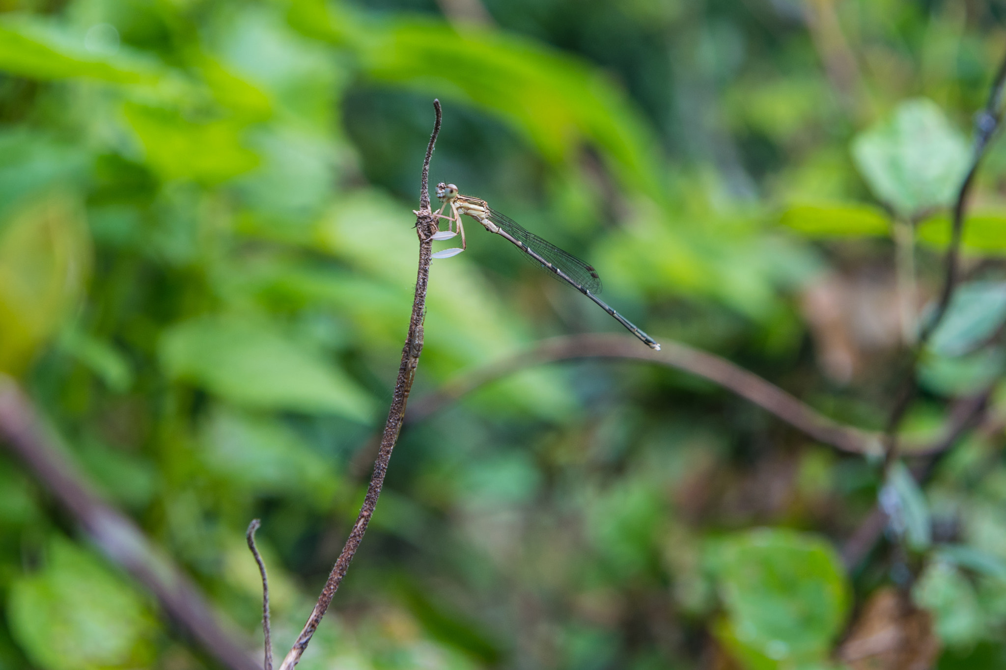 Nikon D500 sample photo. Dragonflies having a rest photography