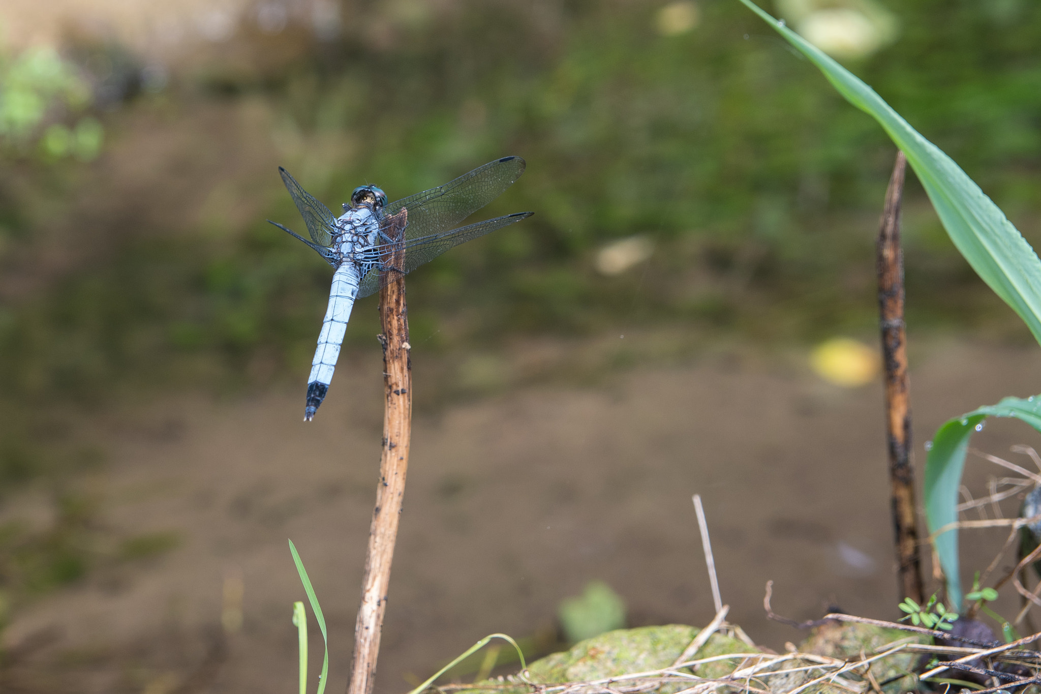 Nikon D500 sample photo. Dragonflies having a rest photography