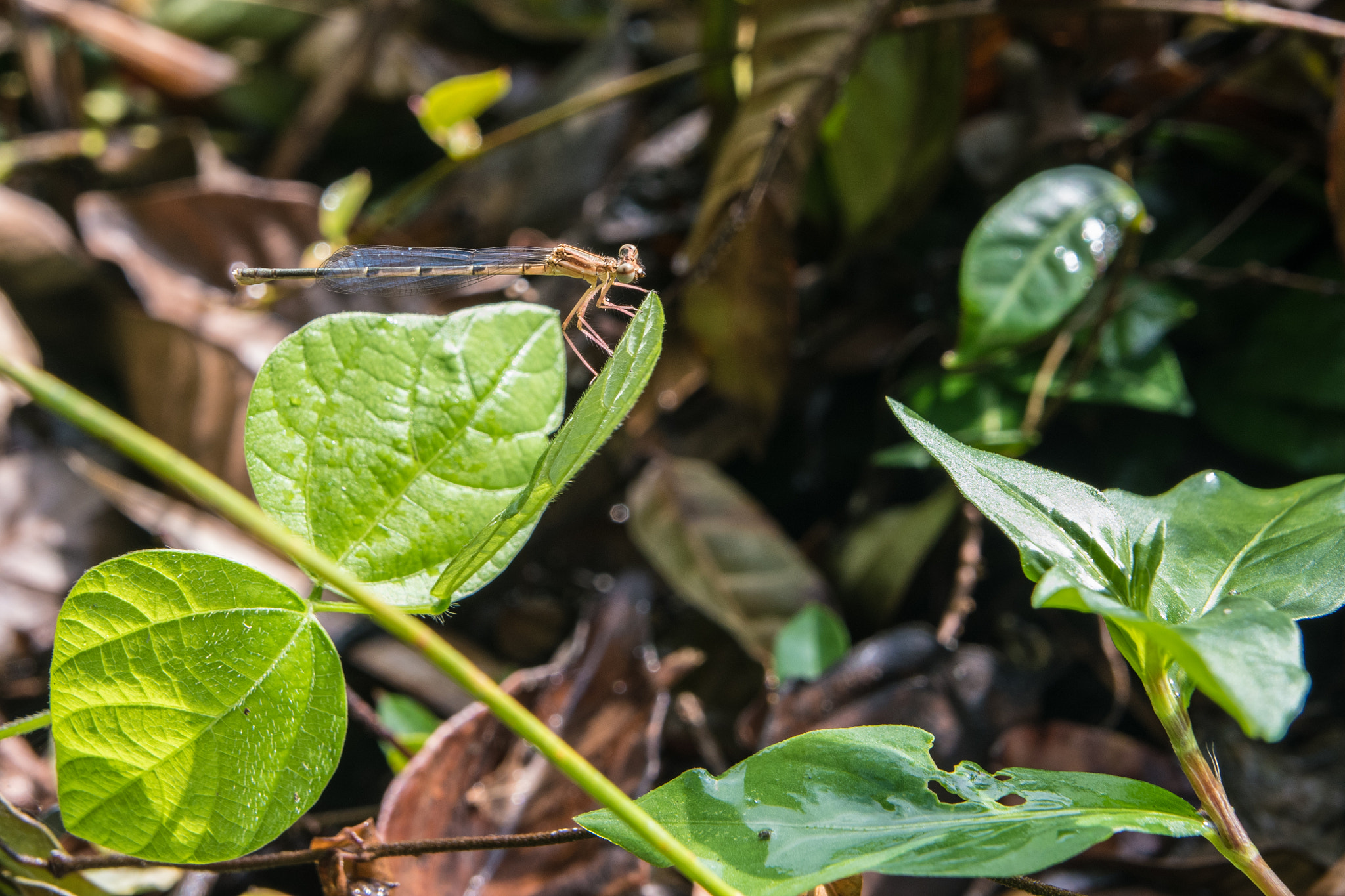 Nikon D500 sample photo. Dragonflies having a rest photography
