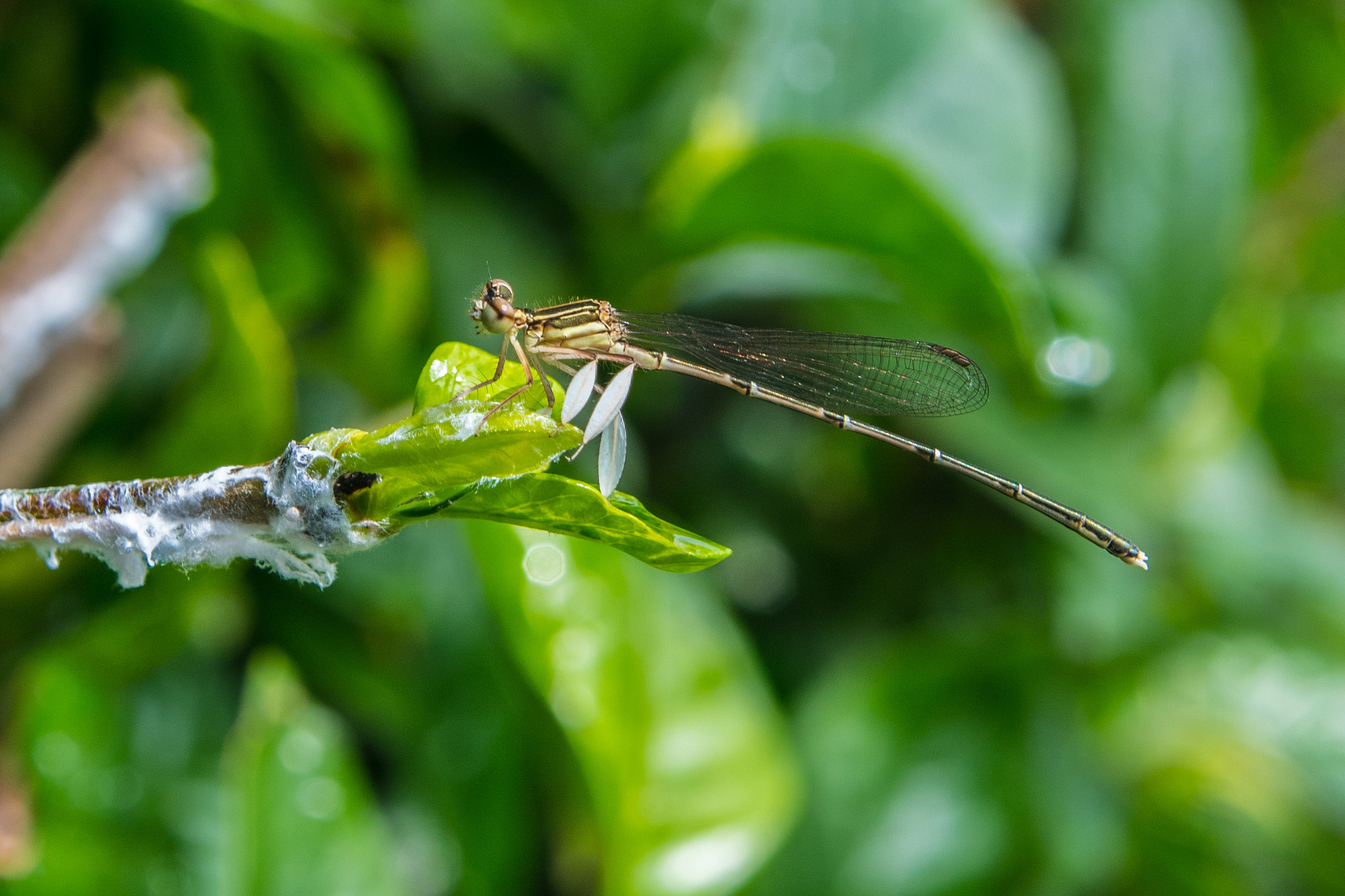 Nikon D500 sample photo. Dragonflies having a rest photography