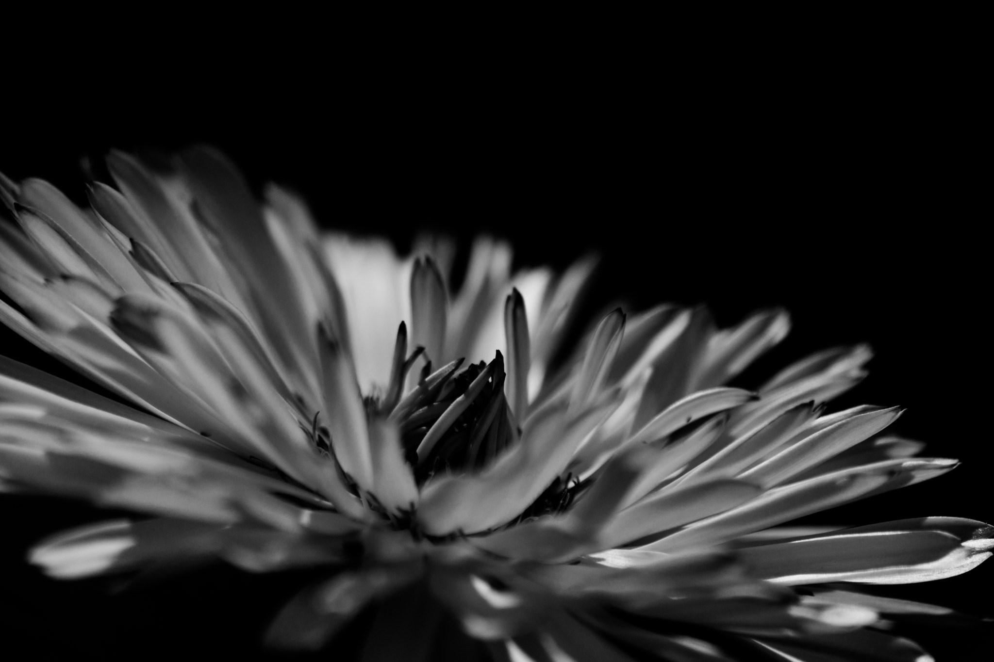Sony 75-300mm F4.5-5.6 sample photo. Flower photography