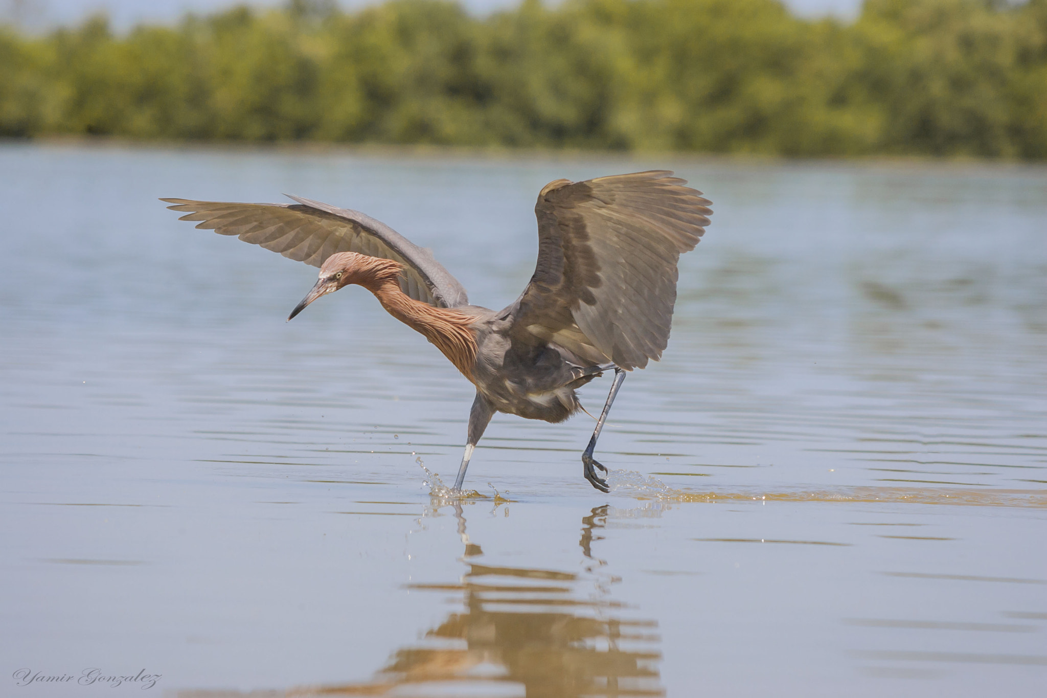 Canon EOS-1D Mark II sample photo. Reddish egret sailor dance photography