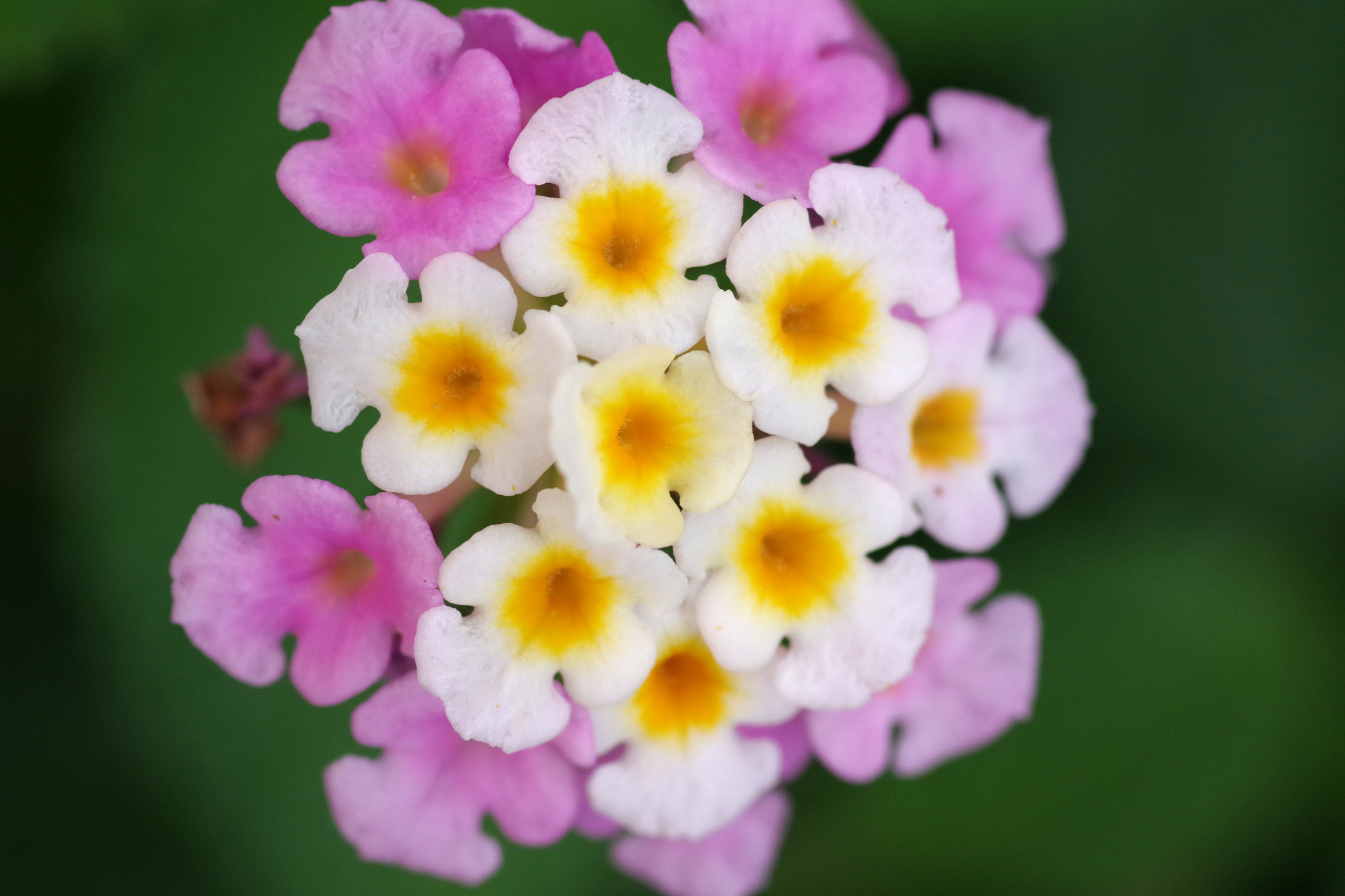 Pentax smc D-FA 100mm F2.8 Macro WR sample photo. Lantana camara photography