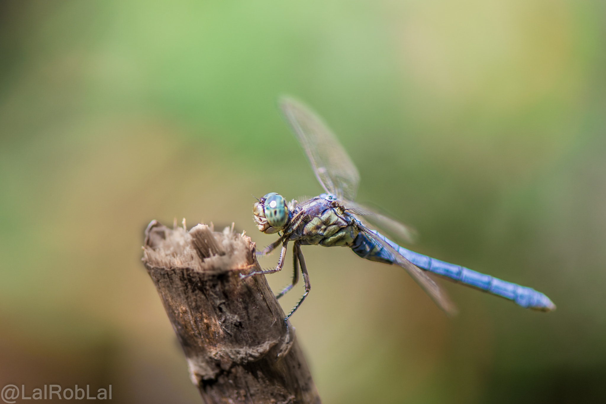 Nikon AF-S Micro-Nikkor 105mm F2.8G IF-ED VR sample photo. Dragonfly photography