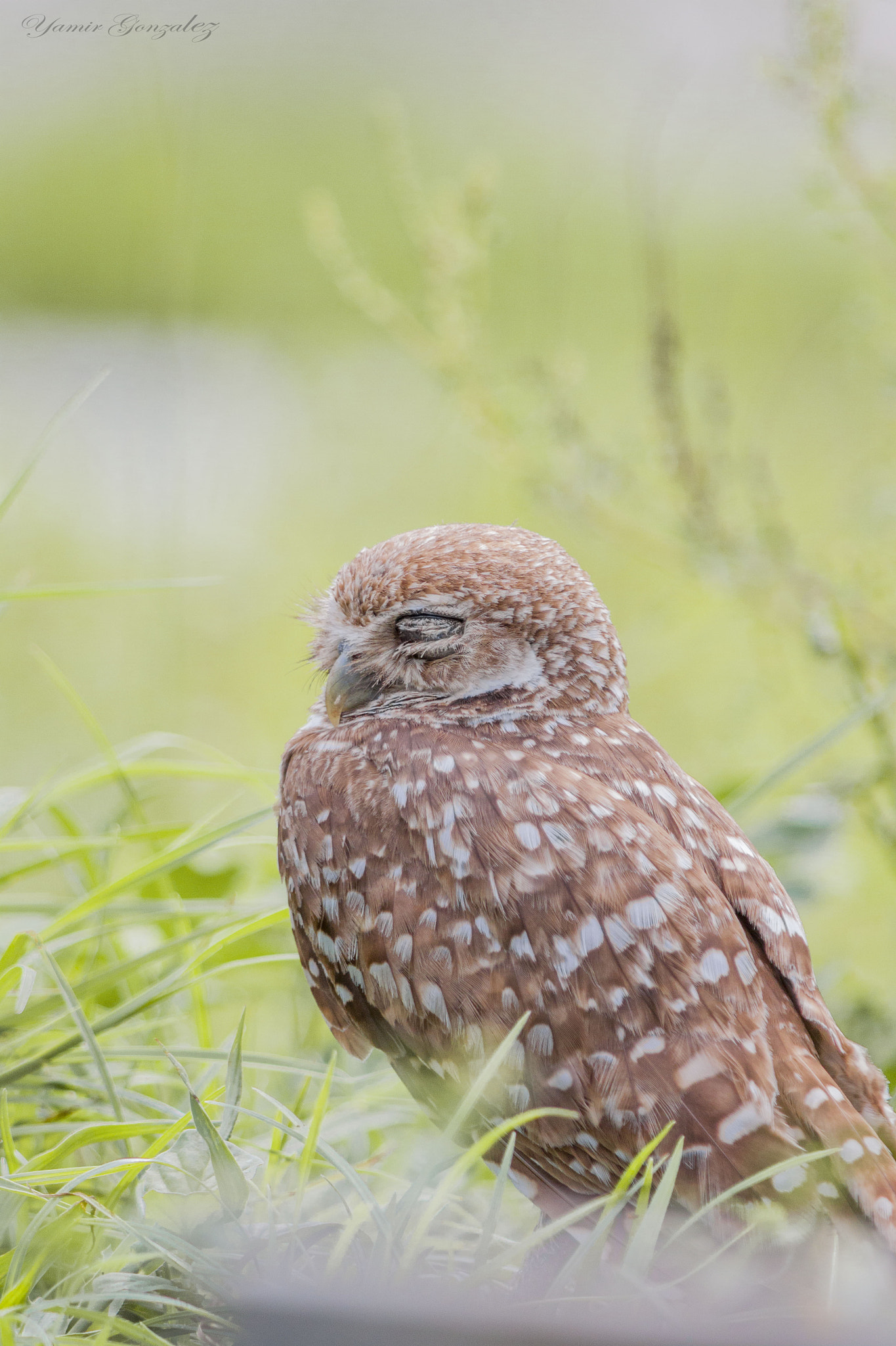 Canon EF 70-200mm F2.8L USM sample photo. Nap time burrowing owl photography
