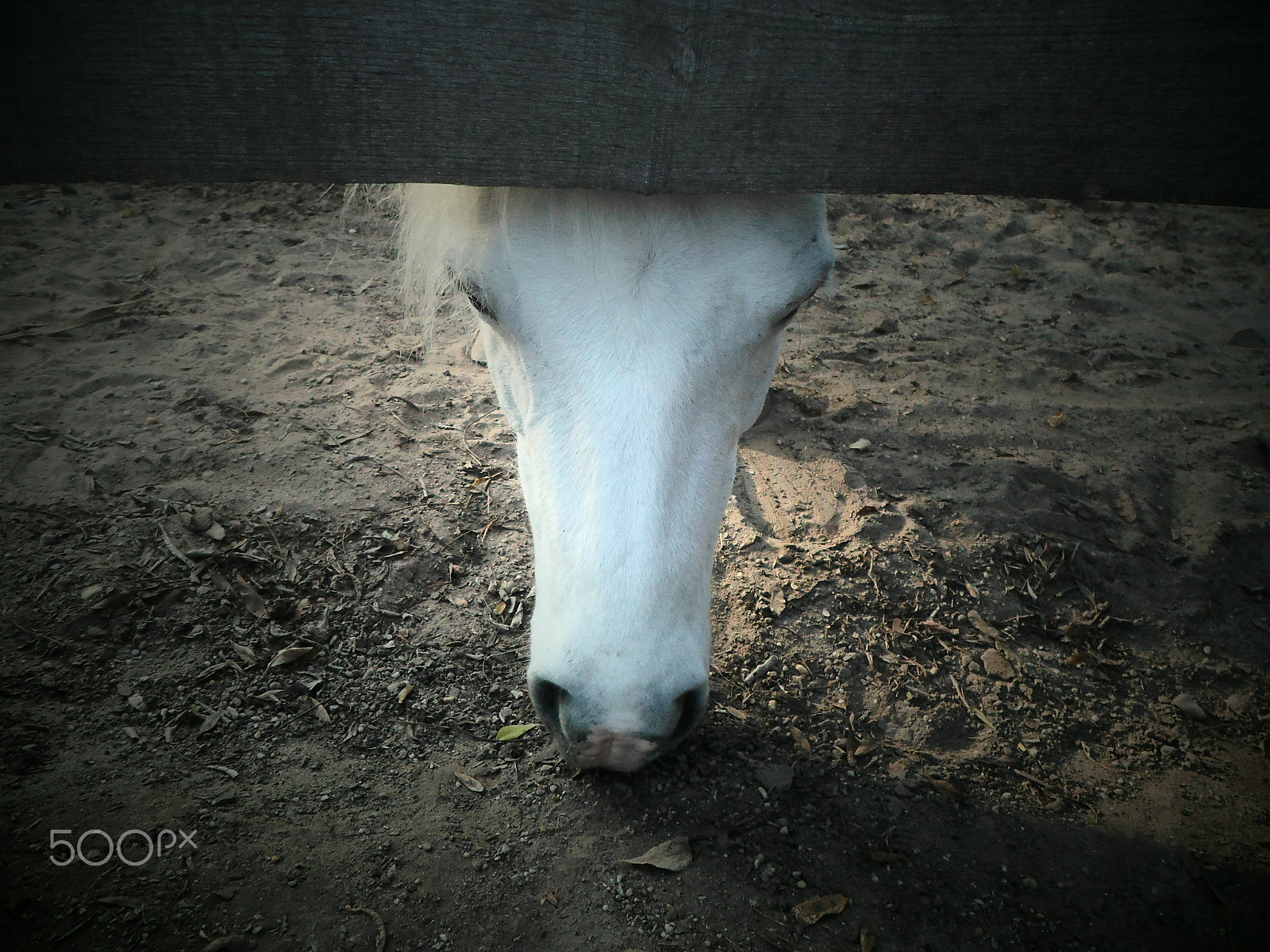Samsung ES95 sample photo