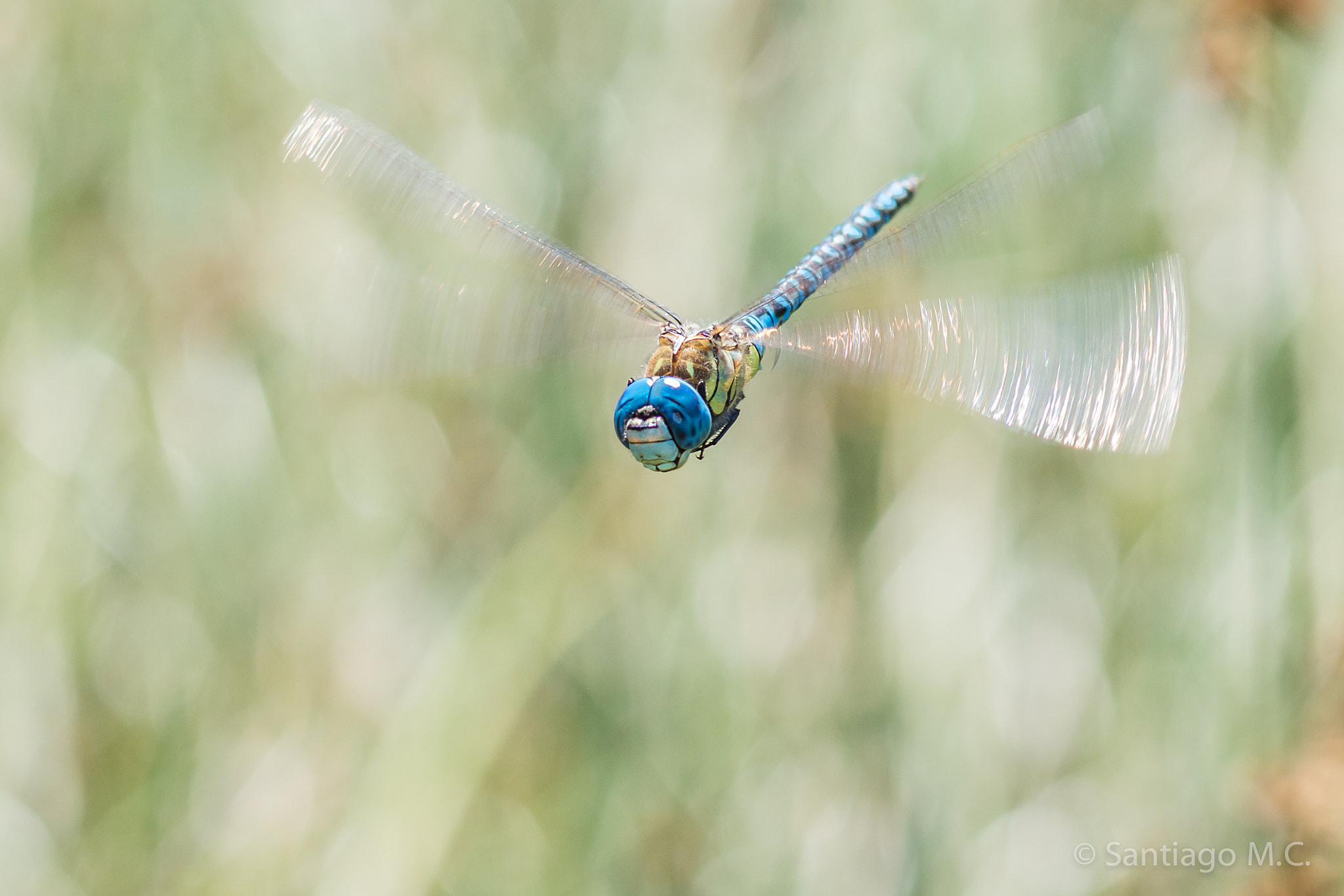 Sony SLT-A77 + Sony 100mm F2.8 Macro sample photo. Aesnha affinis photography