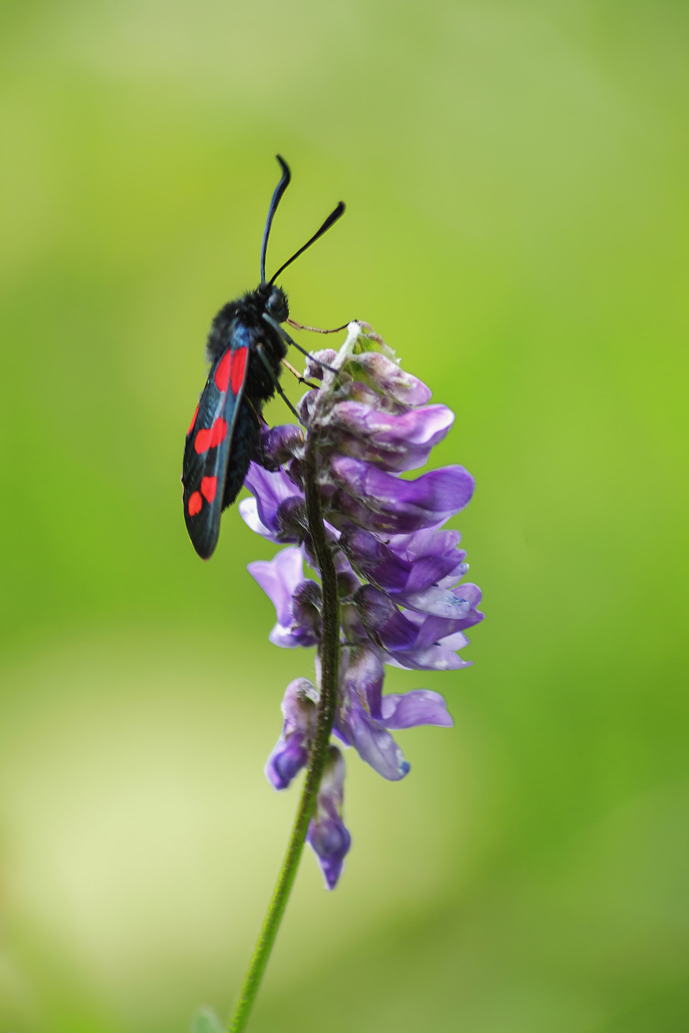 Canon EOS 450D (EOS Rebel XSi / EOS Kiss X2) sample photo. Six-spot burnet photography
