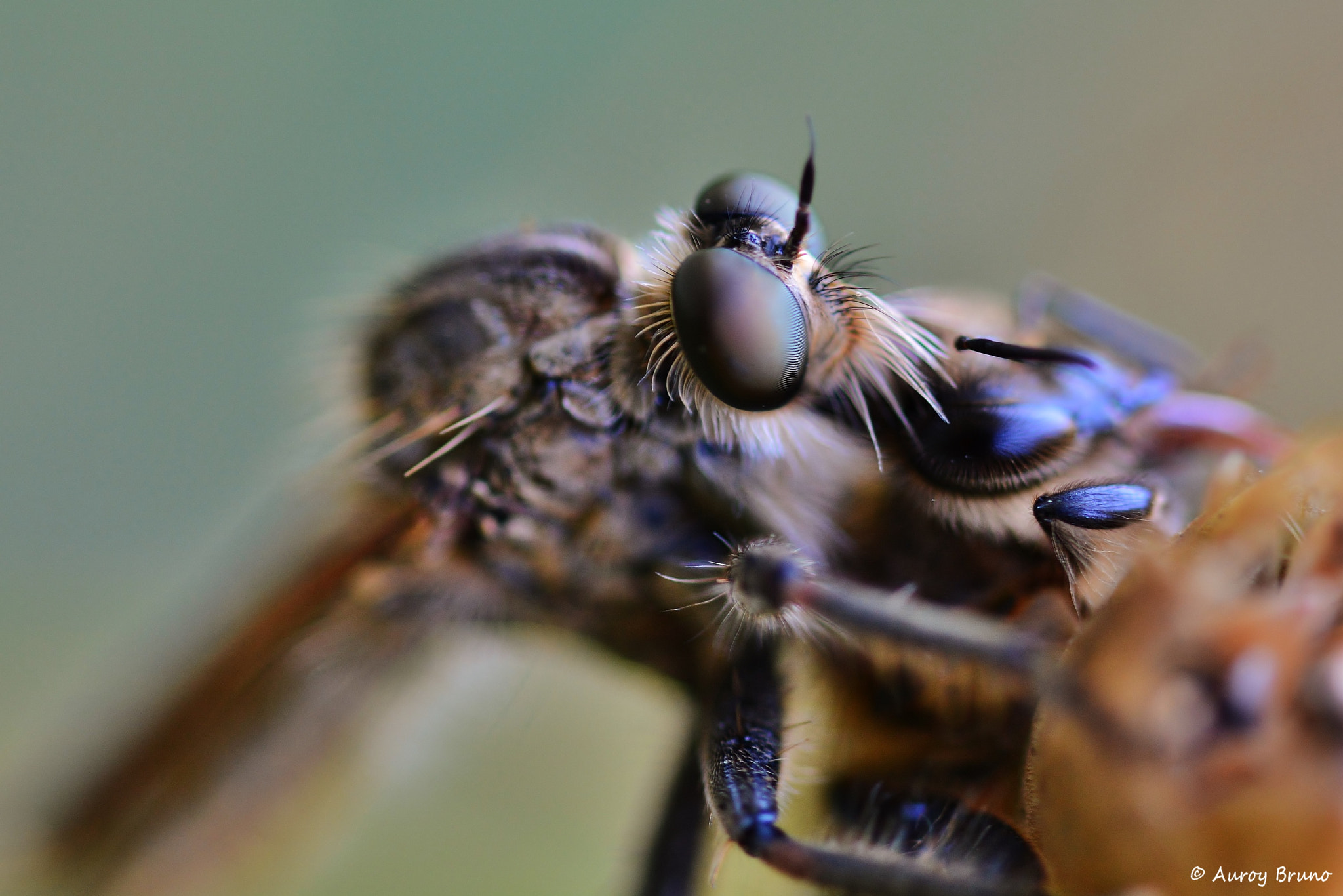 Nikon D7100 + Sigma 70mm F2.8 EX DG Macro sample photo. Dsc_1214.jpg photography