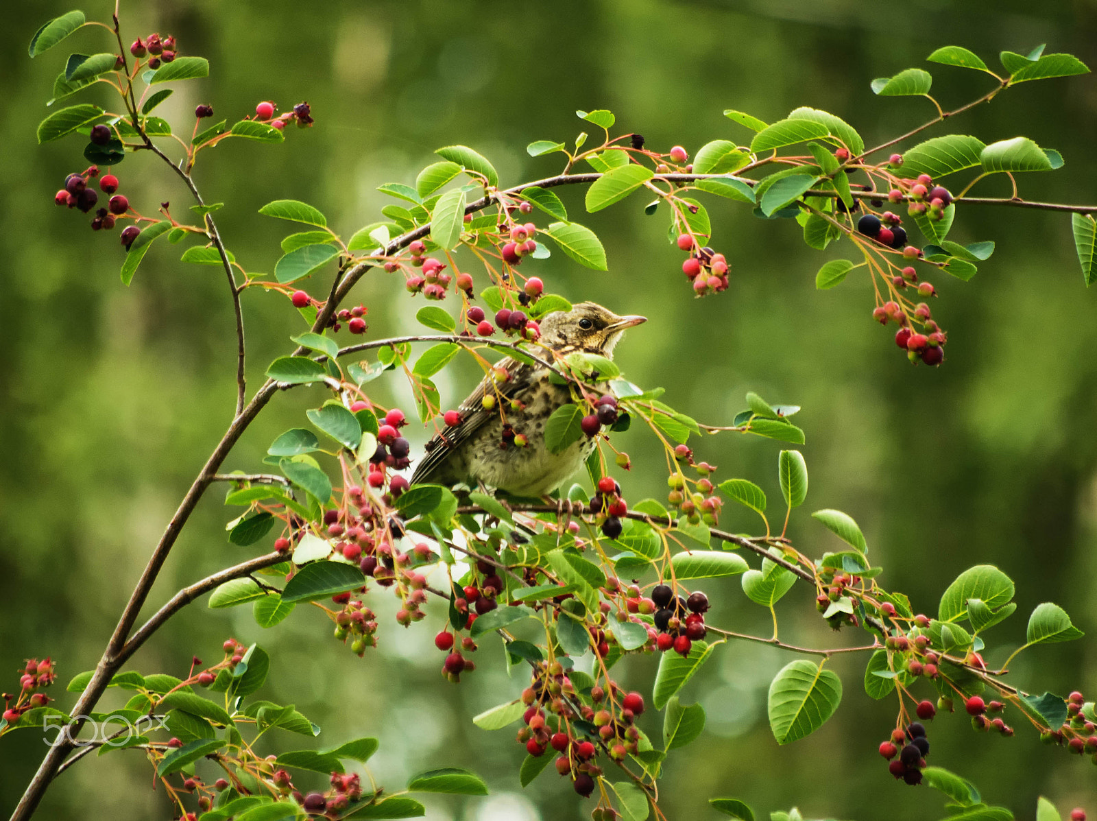 Pentax smc DA 50-200mm F4-5.6 ED WR sample photo. Berry season is here again photography