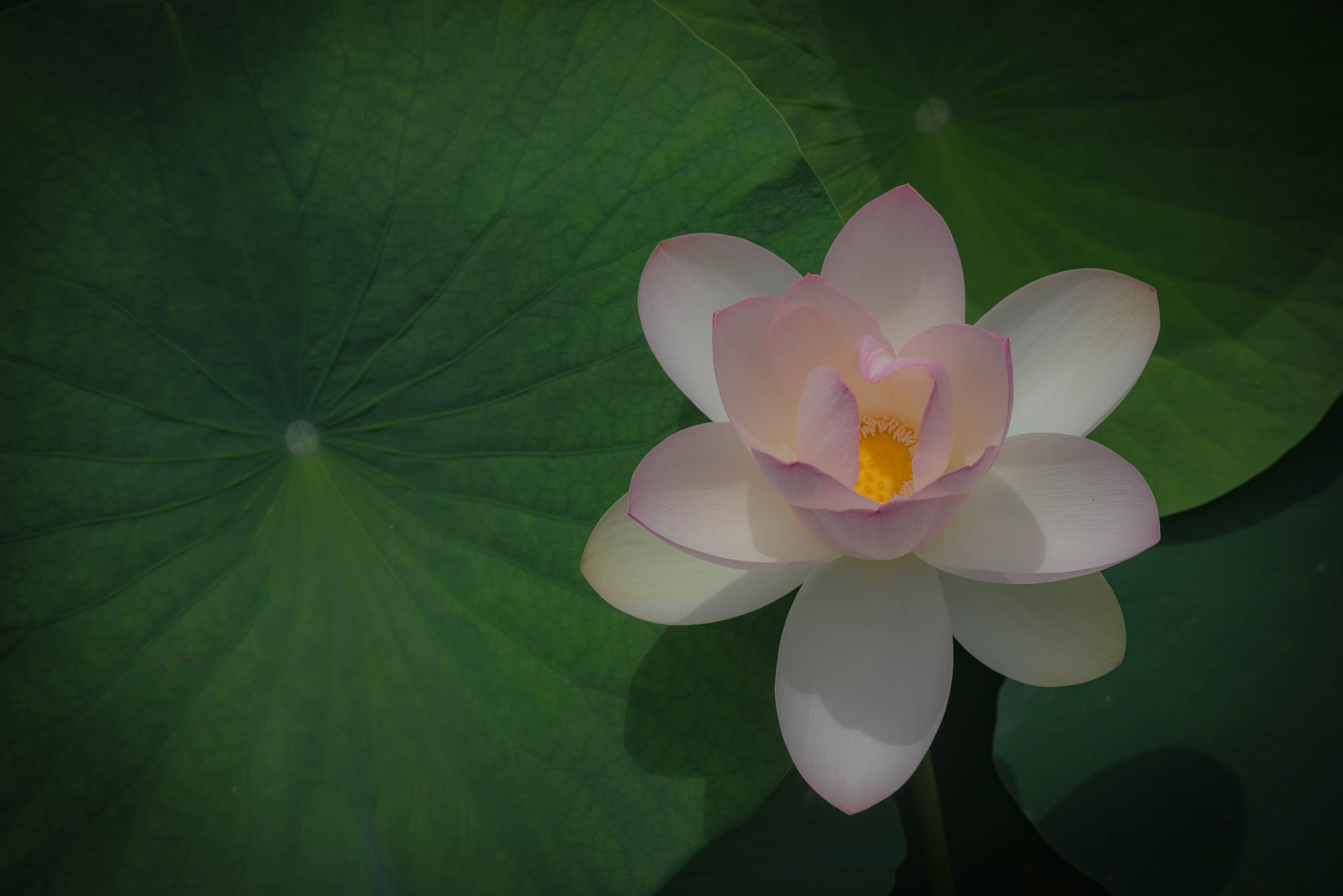 Sigma 70-300mm F4-5.6 APO DG Macro sample photo. Facing up photography