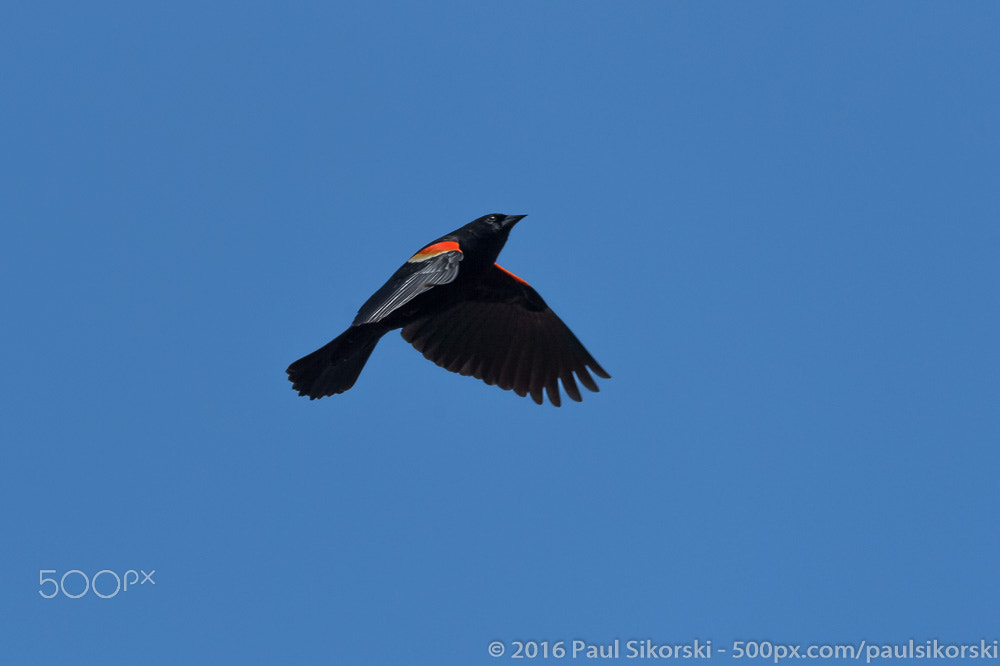 Nikon D4 sample photo. Red-winged blackbird flying photography