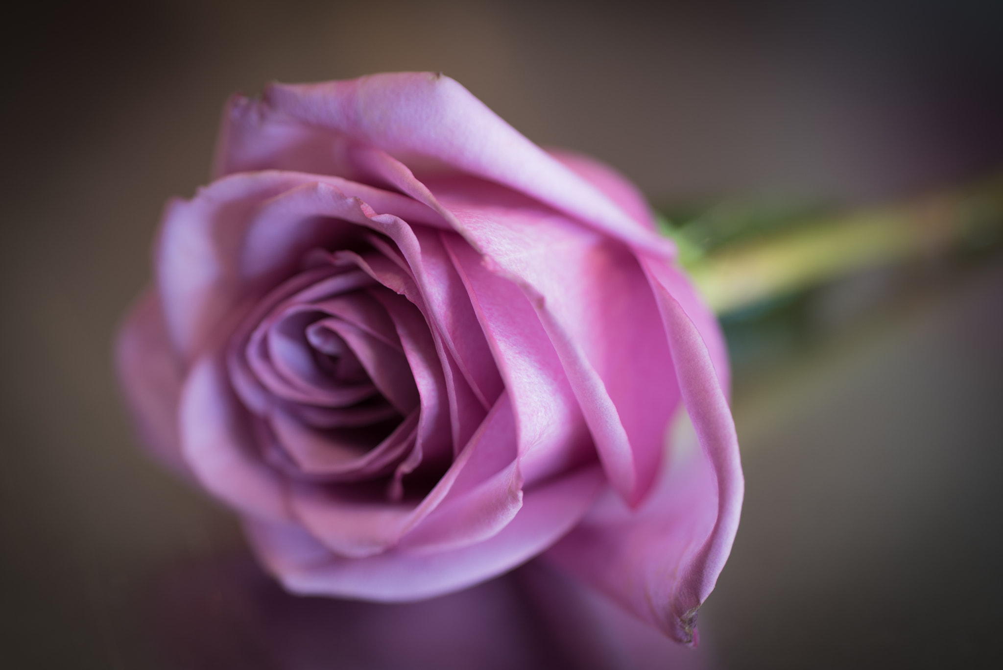 Nikon AF Micro-Nikkor 60mm F2.8D sample photo. Rose photography