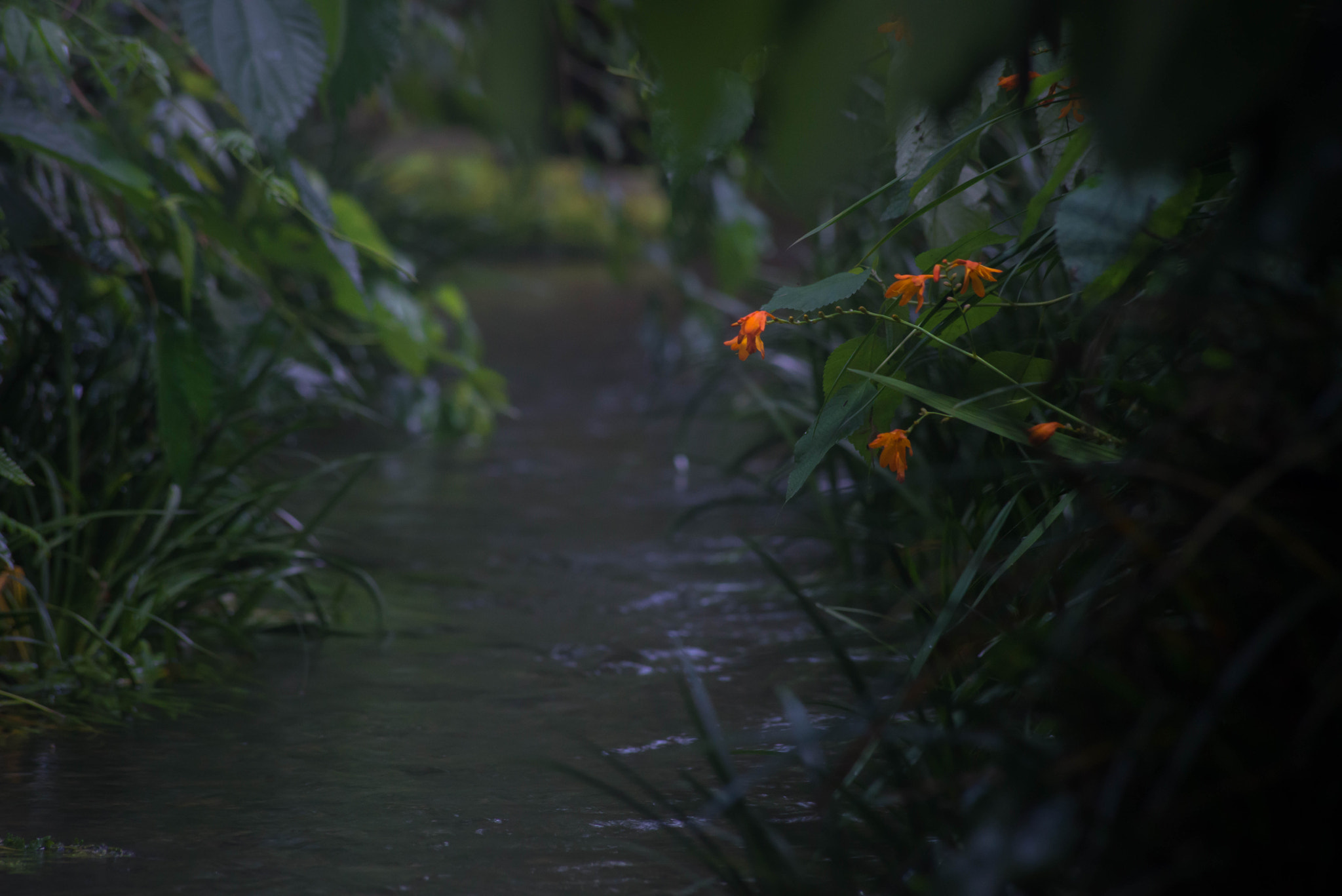 Sigma 70-300mm F4-5.6 APO DG Macro sample photo. Oasis photography