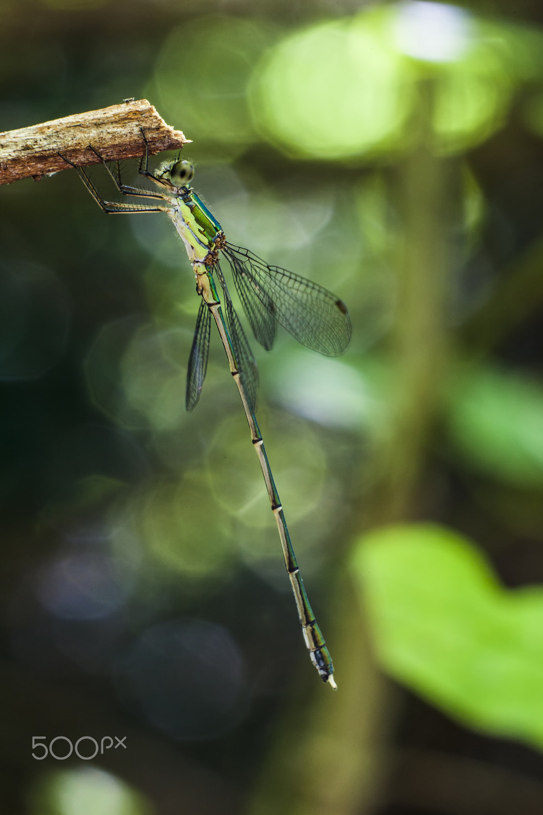 Sigma APO Macro 150mm f/2.8 EX DG HSM sample photo. Dragonfly photography