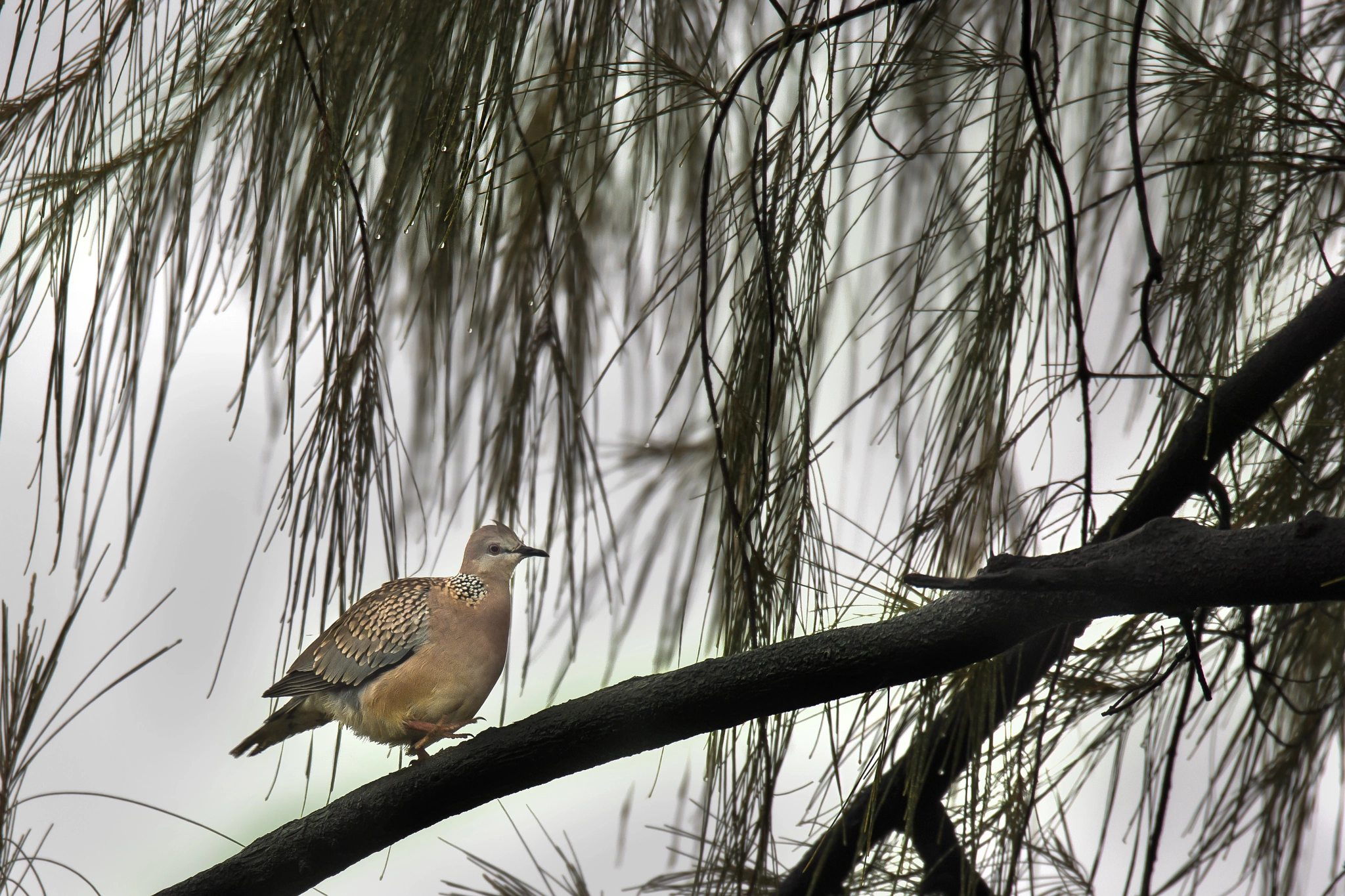 150-600mm F5-6.3 DG OS HSM | Sports 014 sample photo. Spotted dove photography