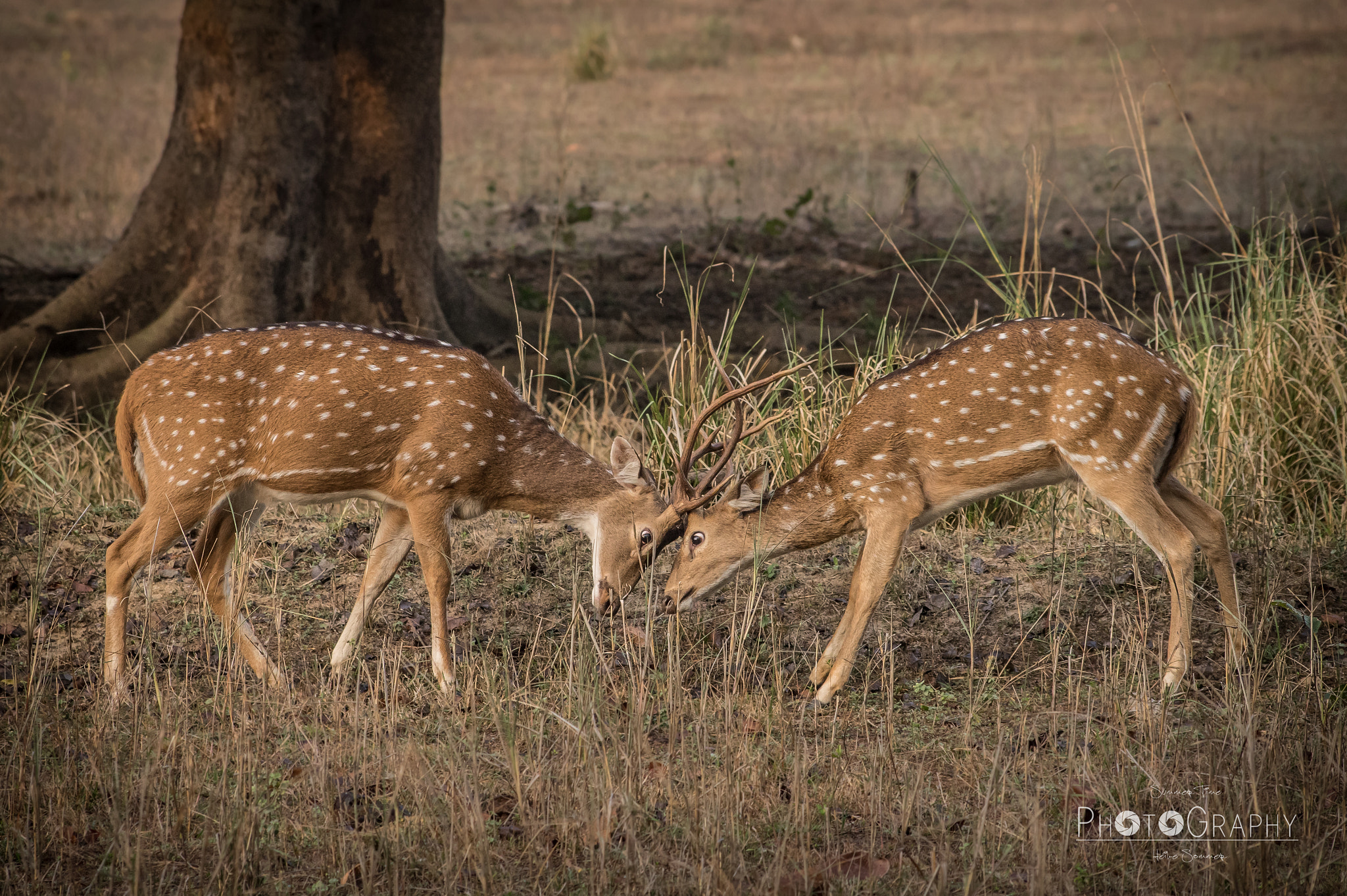 Pentax smc DA* 60-250mm F4.0 ED (IF) SDM sample photo. Playful fight... photography