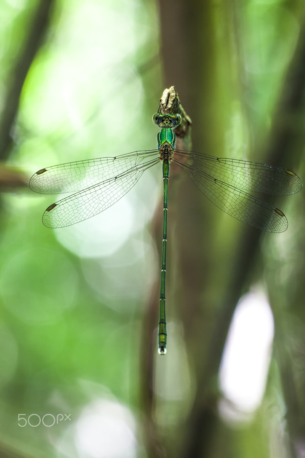 Sigma APO Macro 150mm f/2.8 EX DG HSM sample photo. Dragonfly photography