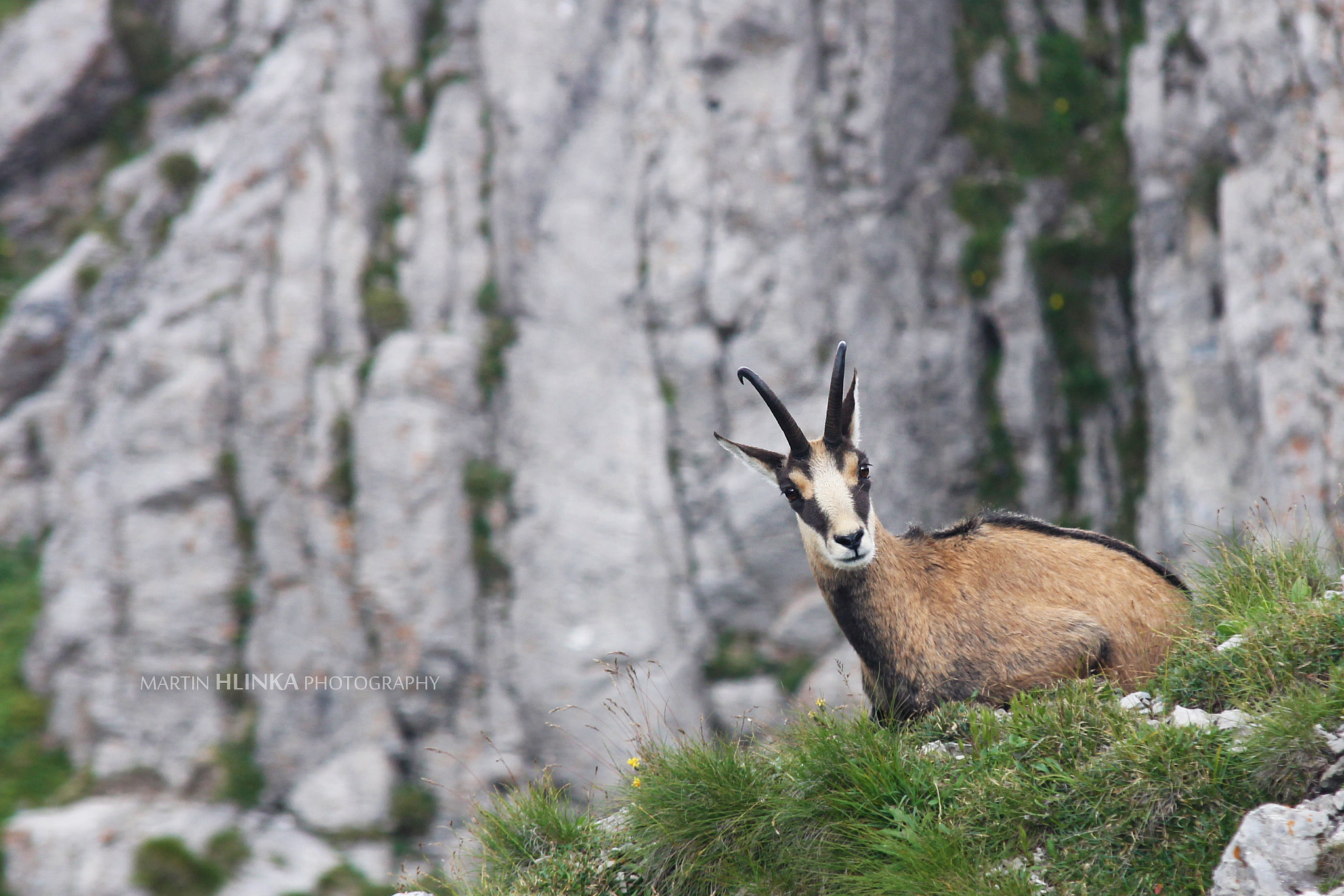 Sigma 70-200mm F2.8 EX DG OS HSM sample photo. Chamois photography