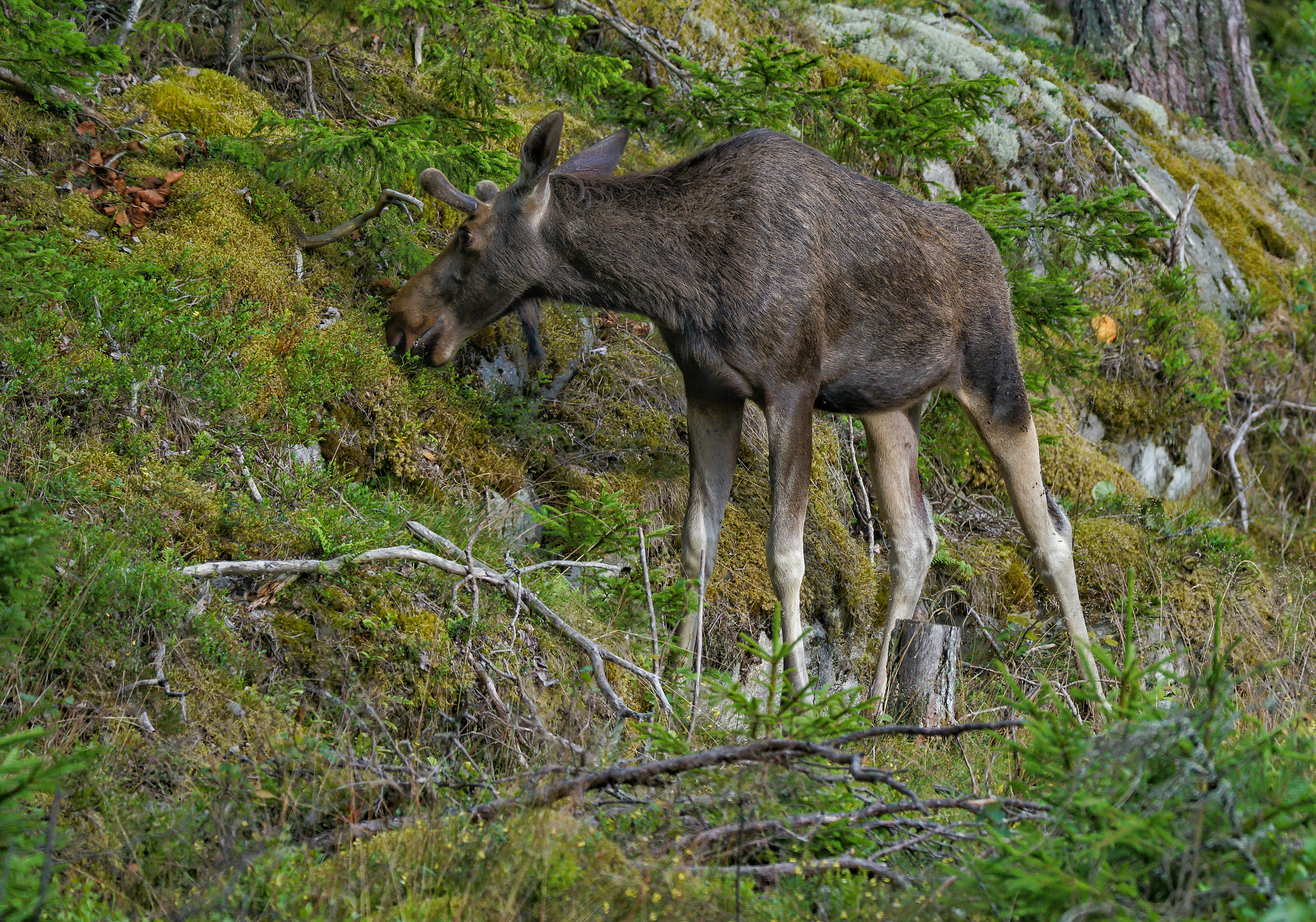 Sony a7R II + Tamron SP 150-600mm F5-6.3 Di VC USD sample photo. Moose photography