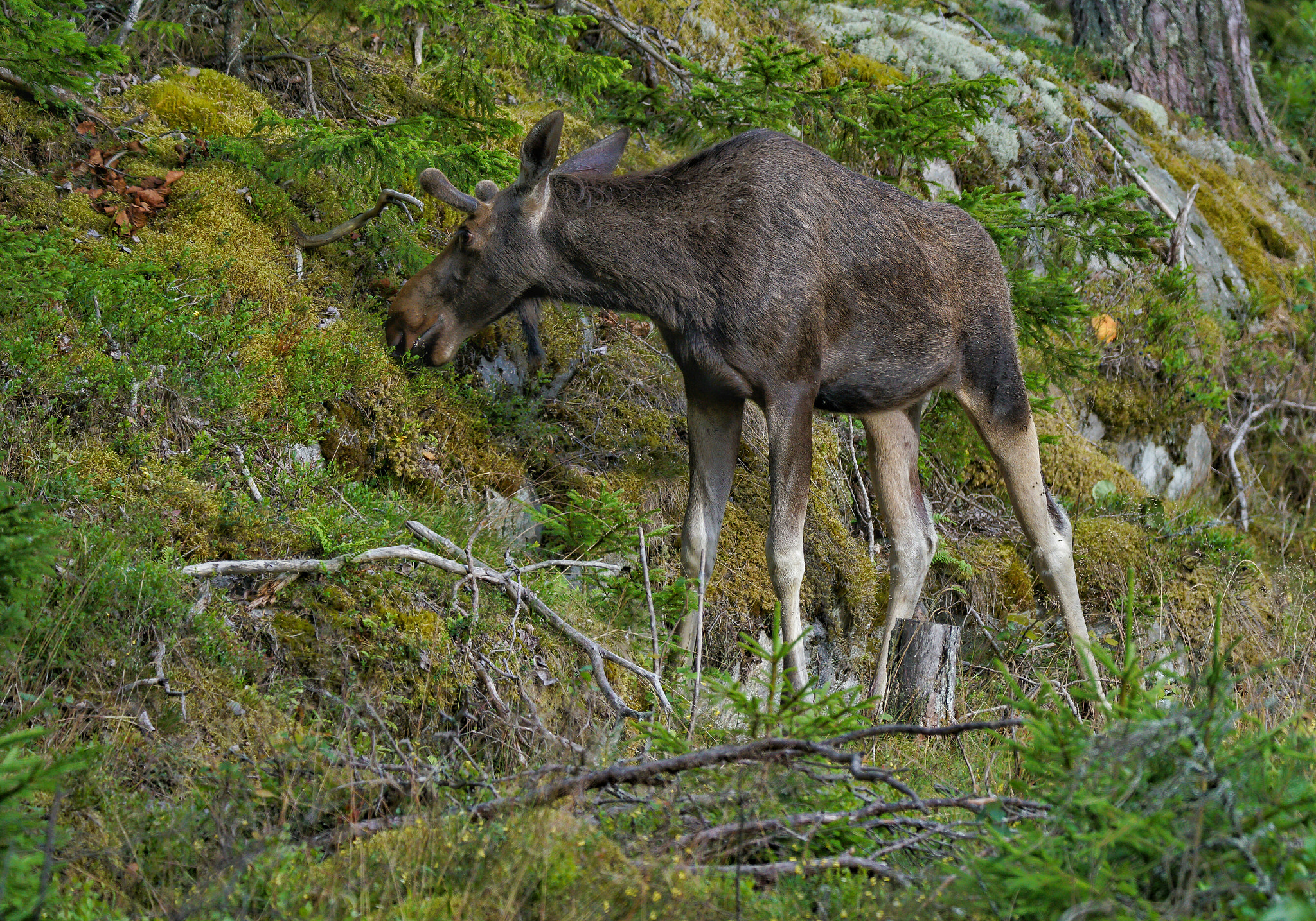 Sony a7R II + Tamron SP 150-600mm F5-6.3 Di VC USD sample photo. Moose photography