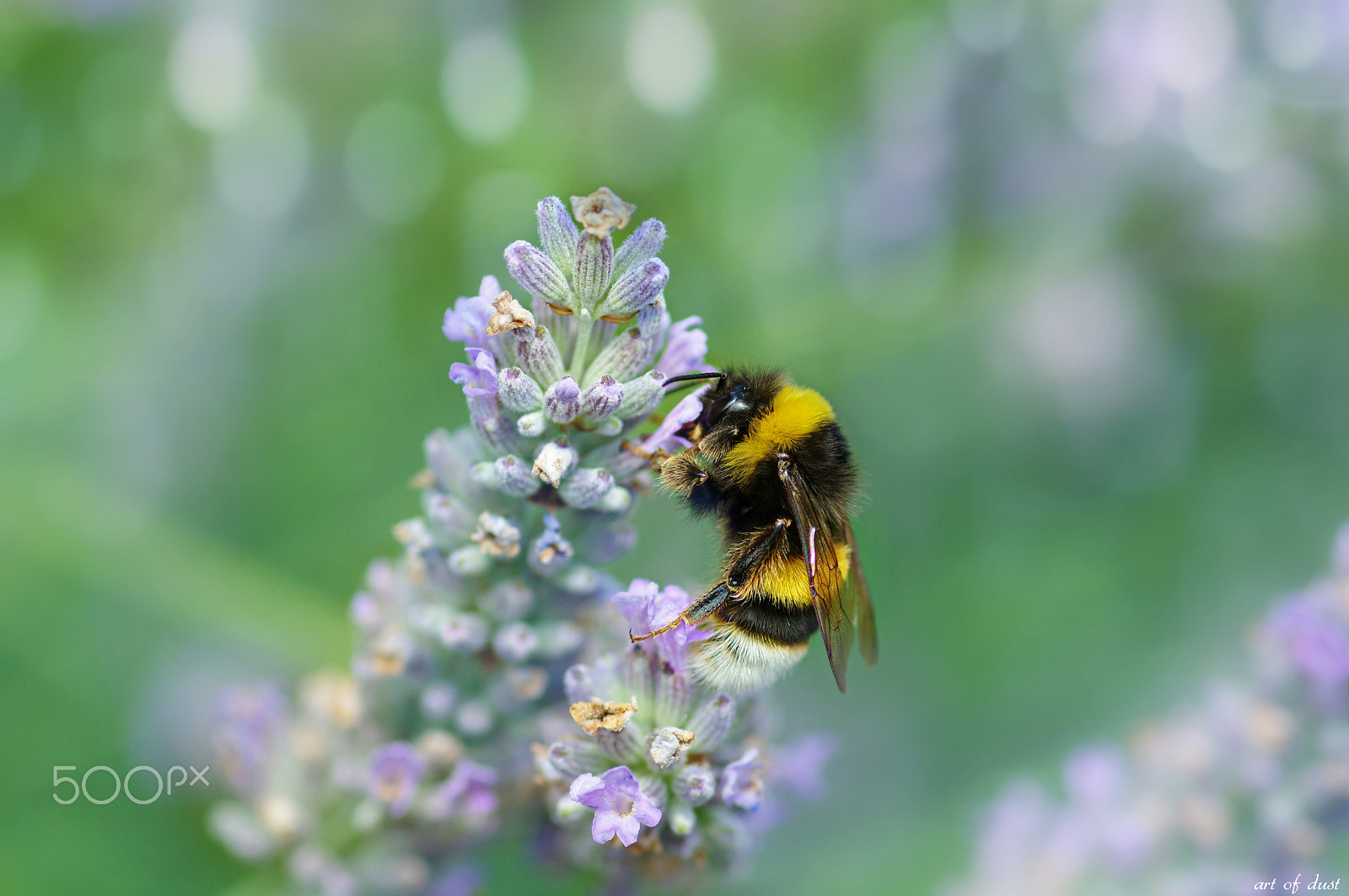 Pentax smc D-FA 100mm F2.8 macro sample photo. Lavender dreams photography
