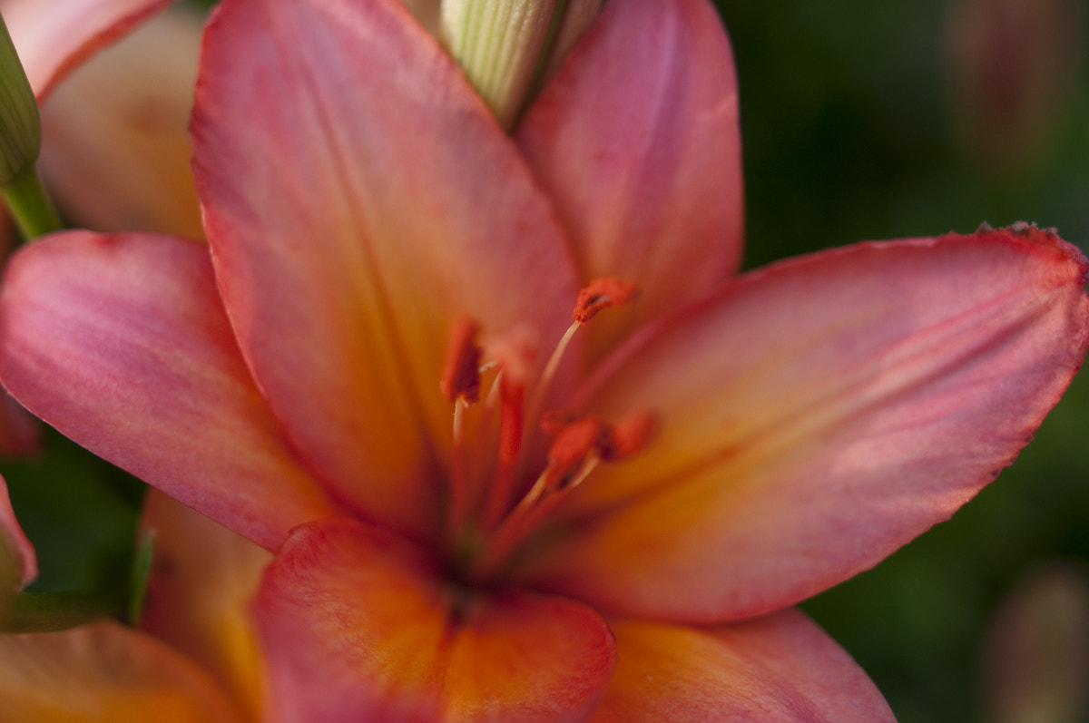 Nikon D90 + Nikon AF-S Nikkor 28mm F1.8G sample photo. Asiatic lily 3 photography