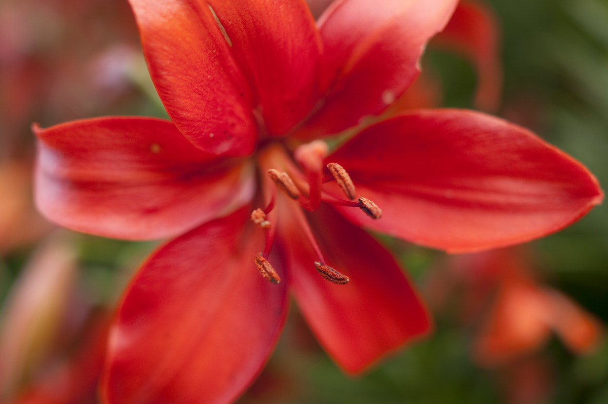 Nikon D90 + Nikon AF-S Nikkor 28mm F1.8G sample photo. Asiatic lily 4 photography