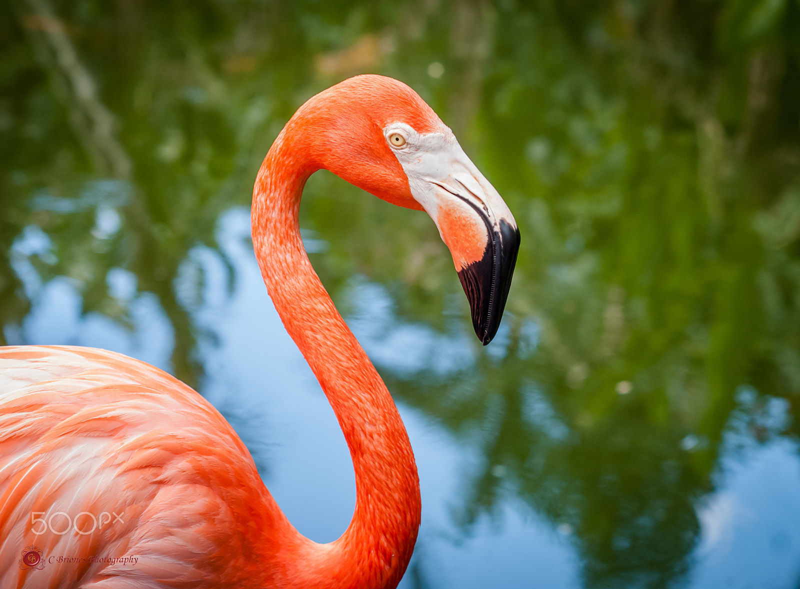 Nikon D200 + AF Nikkor 50mm f/1.8 N sample photo. Flamingo photography