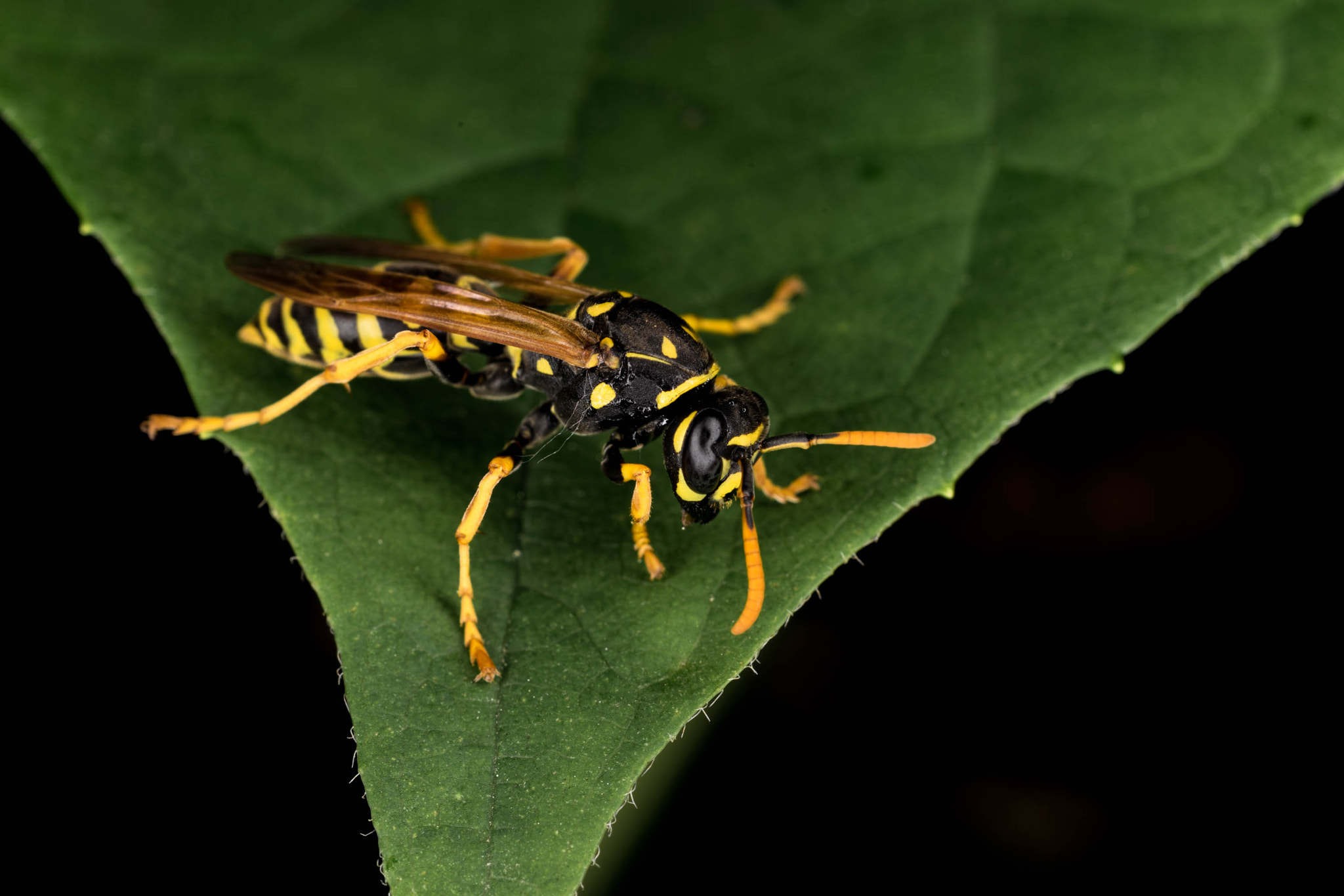 Sony a7 II + Sony 50mm F2.8 Macro sample photo. Ma3 photography