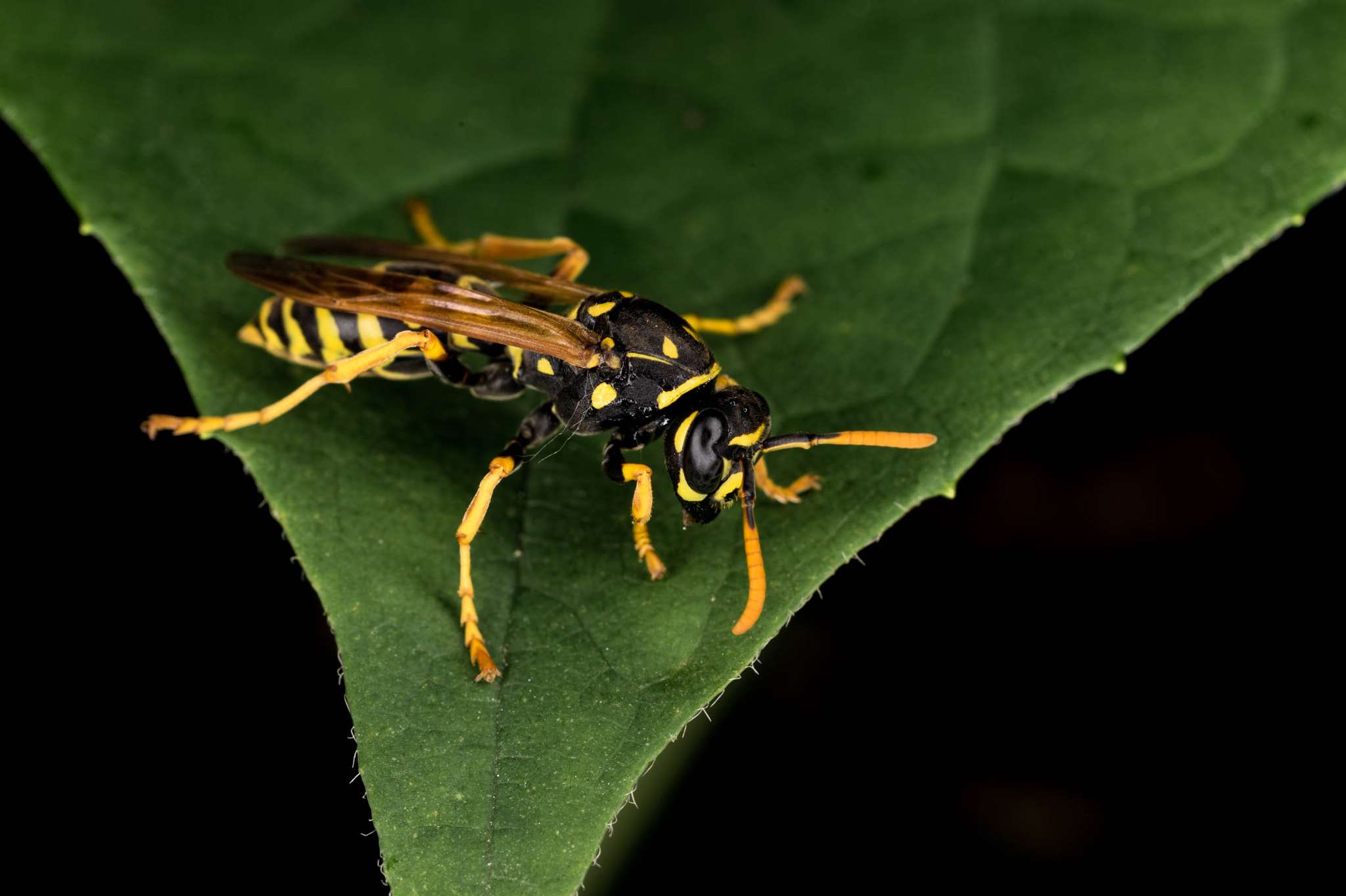 Sony 50mm F2.8 Macro sample photo. Ma3 photography