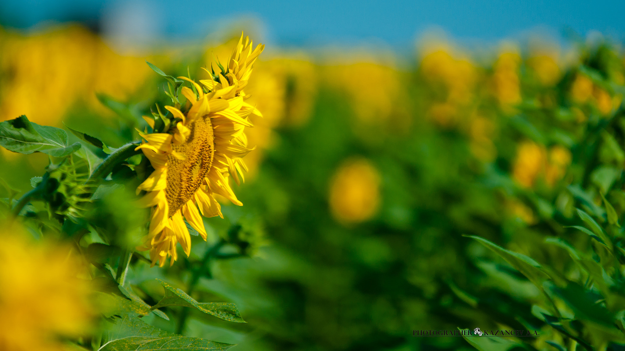 Sigma 70-200mm F2.8 EX DG OS HSM sample photo. Подсолнух photography