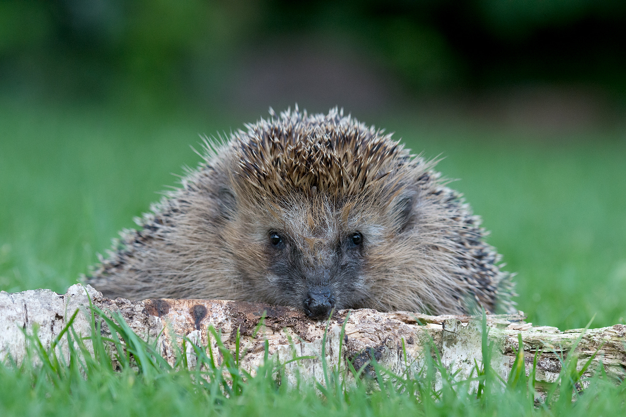 Nikon D4 + Nikon AF Micro-Nikkor 200mm F4D ED-IF sample photo. Hedgehog photography