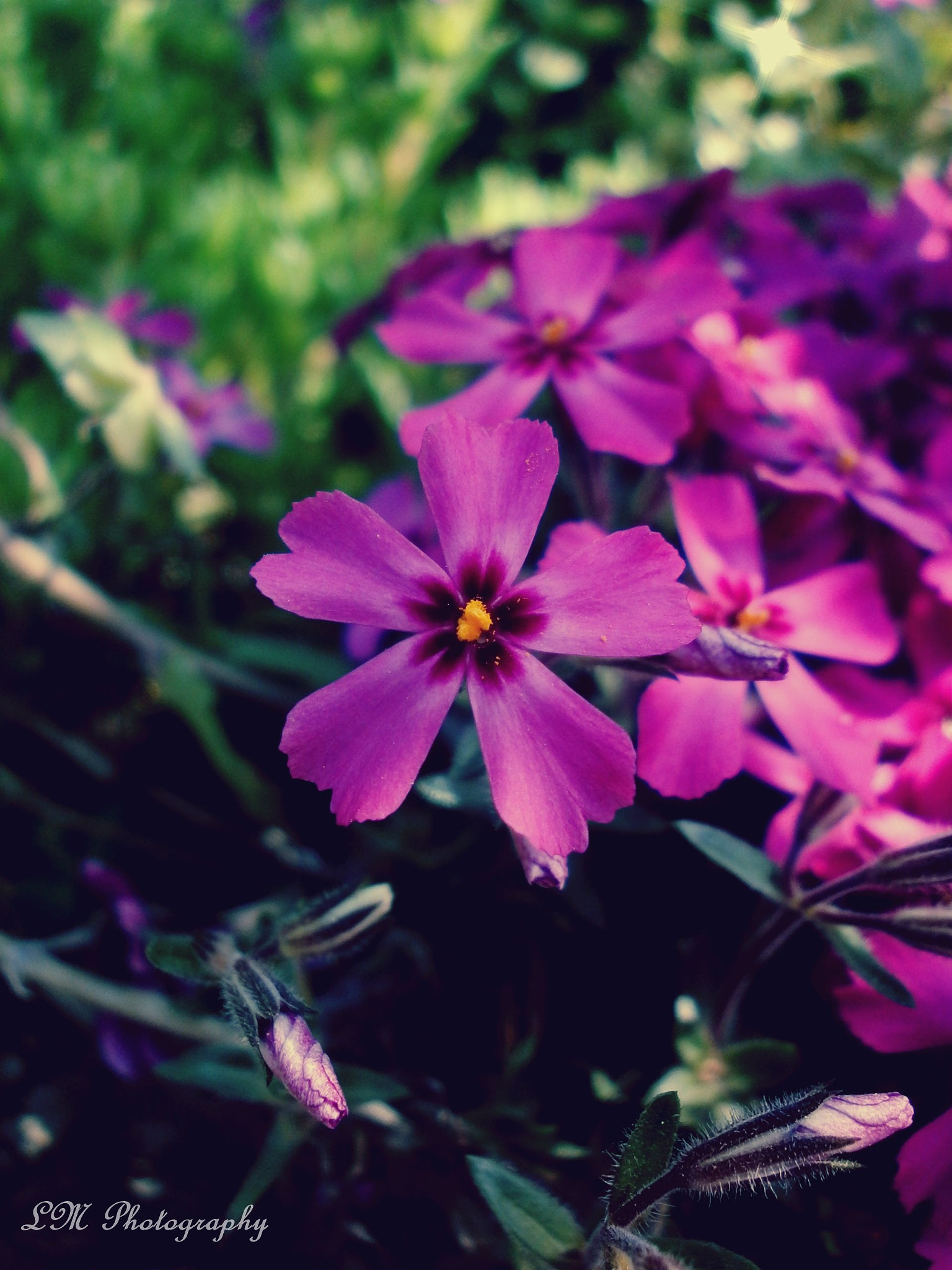 Olympus VG110,D700 sample photo. Pink beauty photography