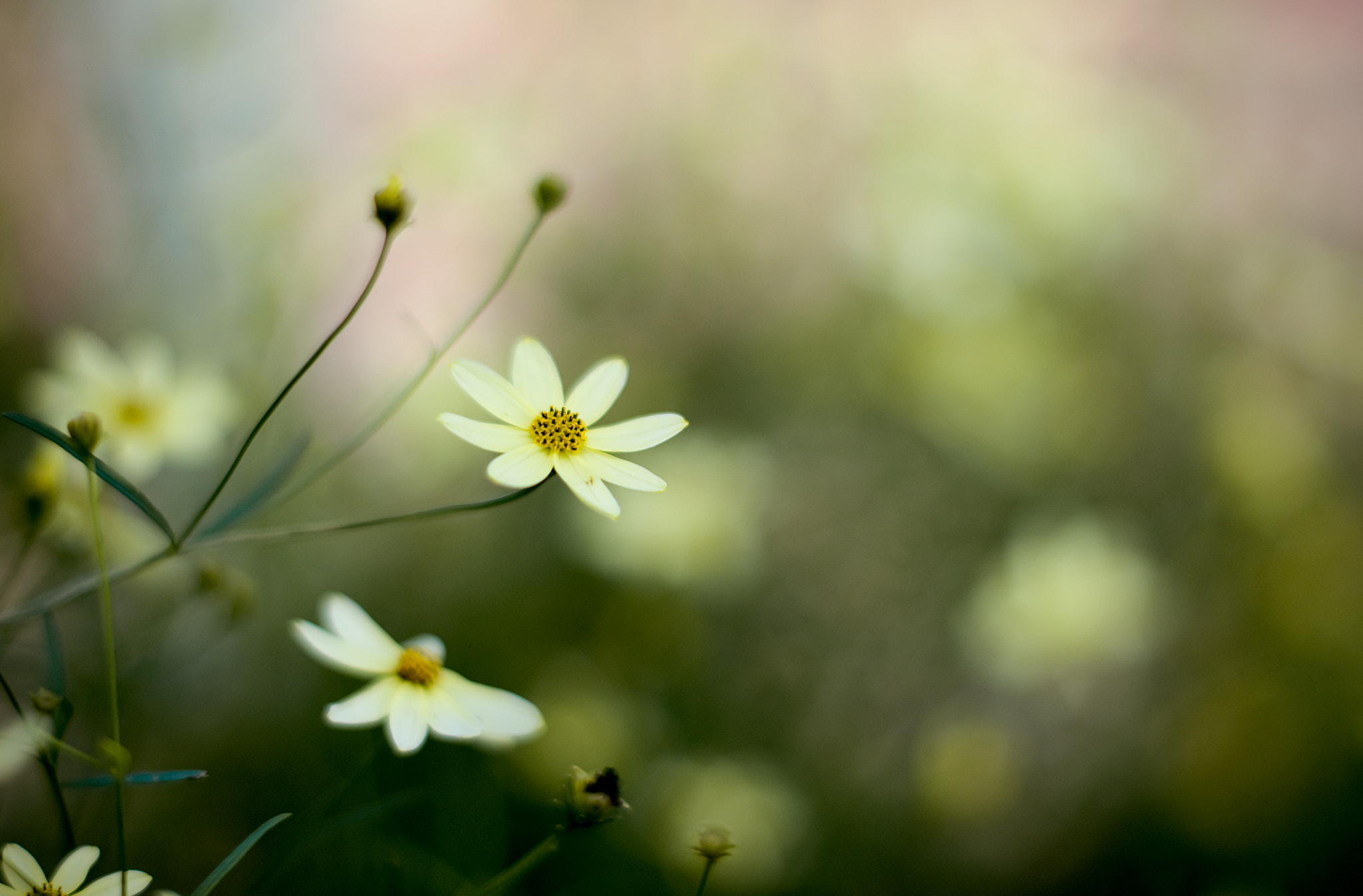 Nikon D300S + Nikon AF-S Nikkor 50mm F1.4G sample photo. Follow the pure light photography