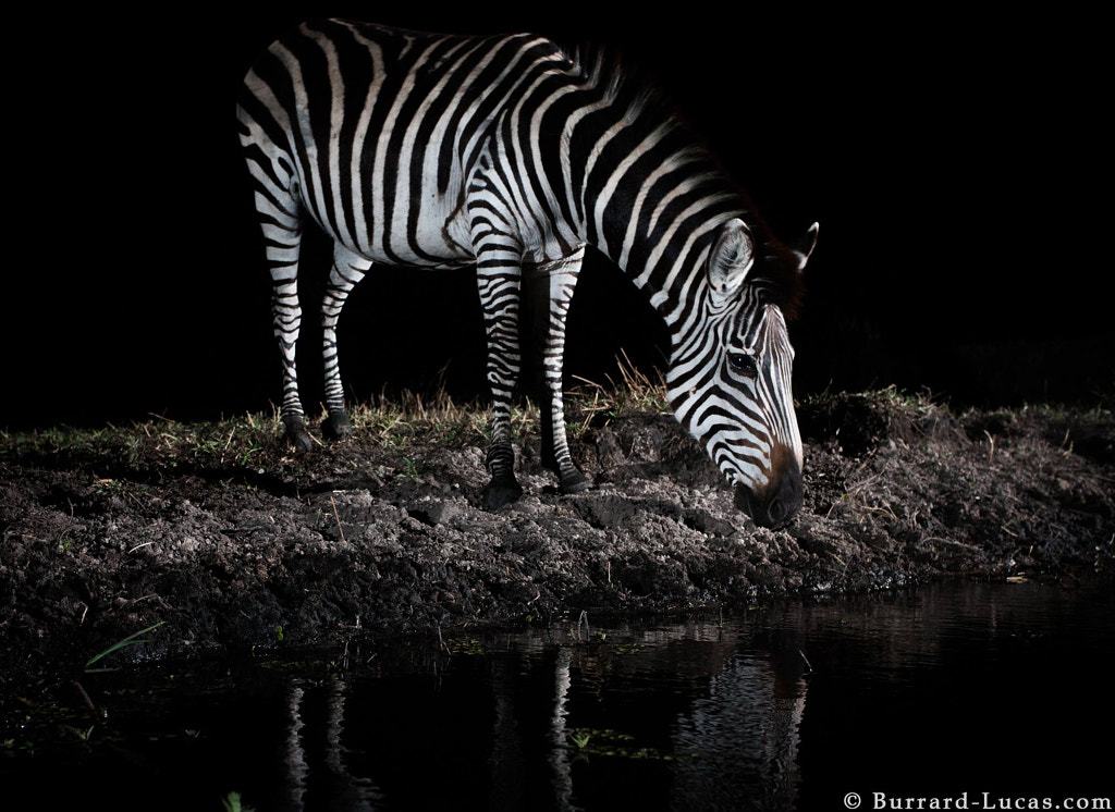 Zebra Drinking at Night by Will Burrard-Lucas on 500px.com