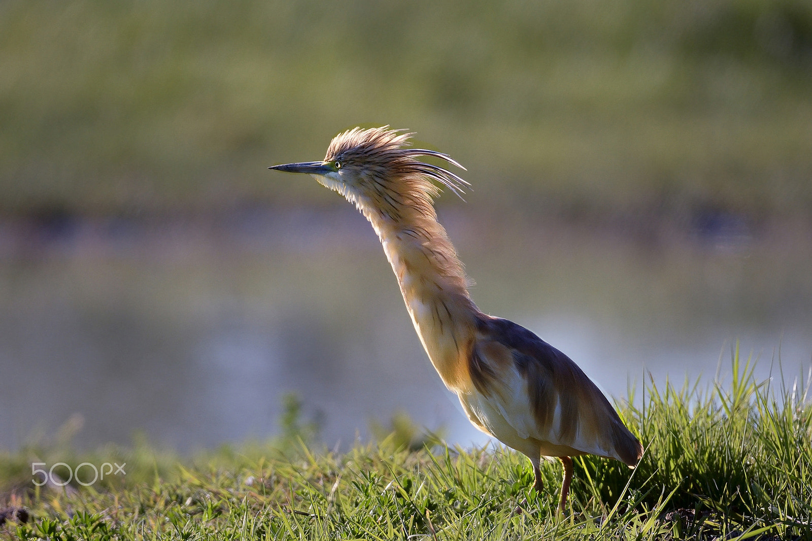 Sigma 150-600mm F5-6.3 DG OS HSM | S sample photo. Sgarza photography