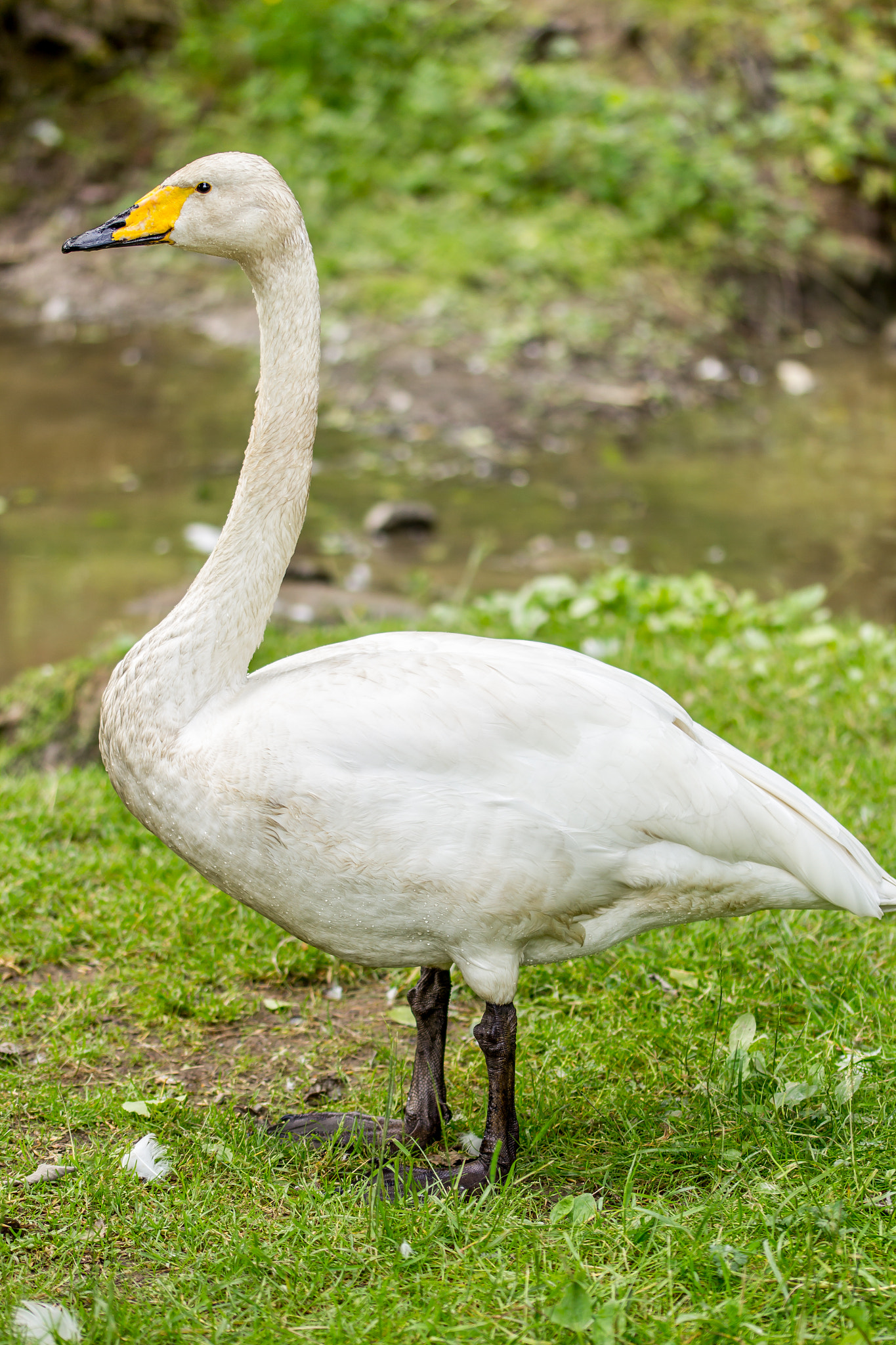 Sigma 105mm F2.8 EX DG OS HSM sample photo. Swan photography