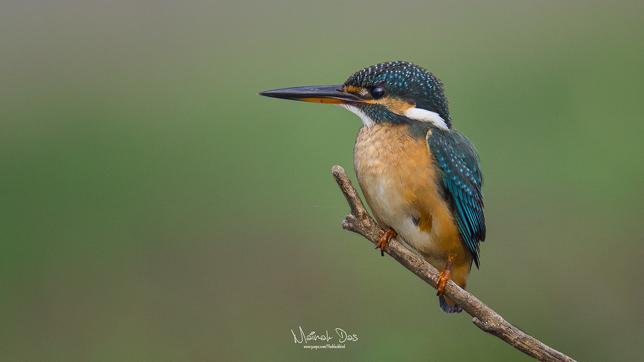 Nikon D5100 + Tamron SP 150-600mm F5-6.3 Di VC USD sample photo. Common kingfisher photography